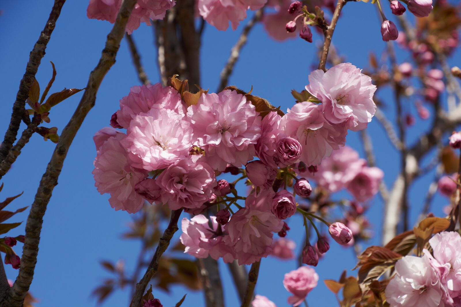 Nikon D7200 sample photo. Cherry, flower, rosa photography