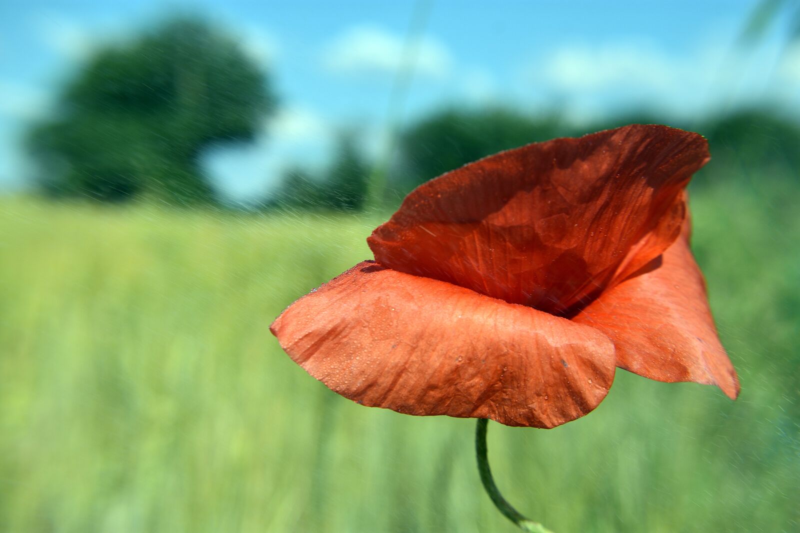 Nikon D3400 sample photo. Poppy, spring, meadow photography