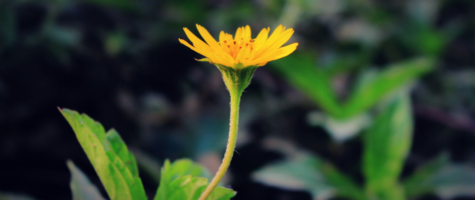 Canon EOS 700D (EOS Rebel T5i / EOS Kiss X7i) sample photo. Beautiful, flowers photography