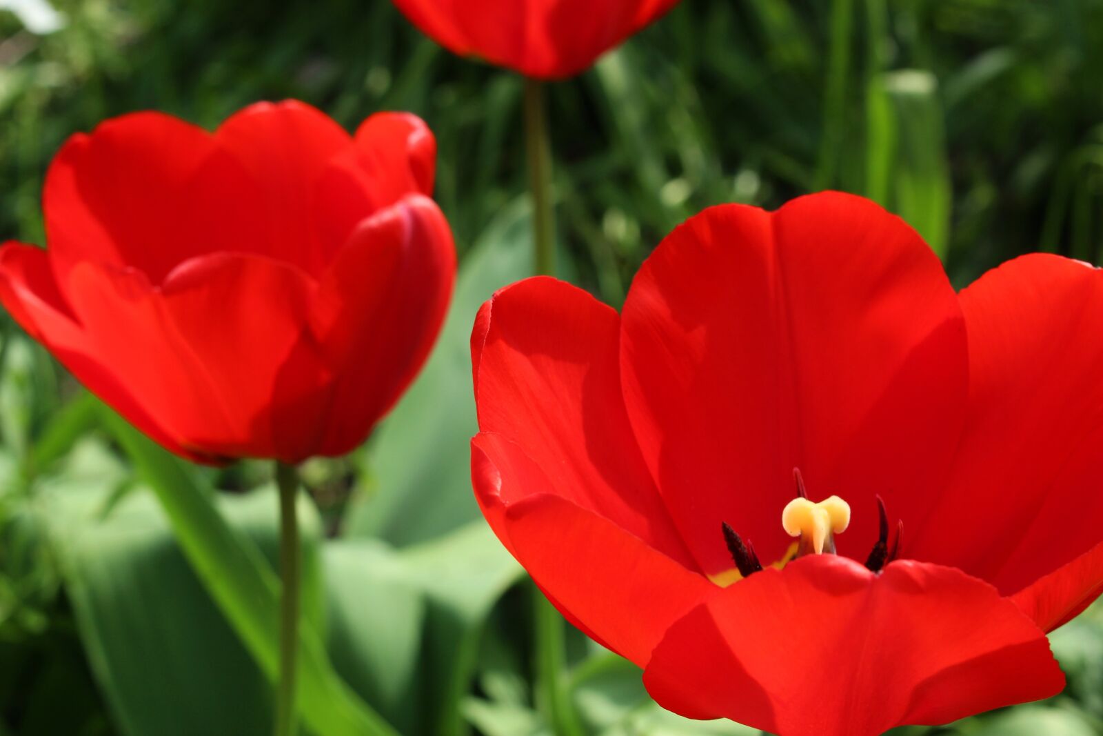 Canon EOS 100D (EOS Rebel SL1 / EOS Kiss X7) sample photo. Tulips, garden flowers, spring photography