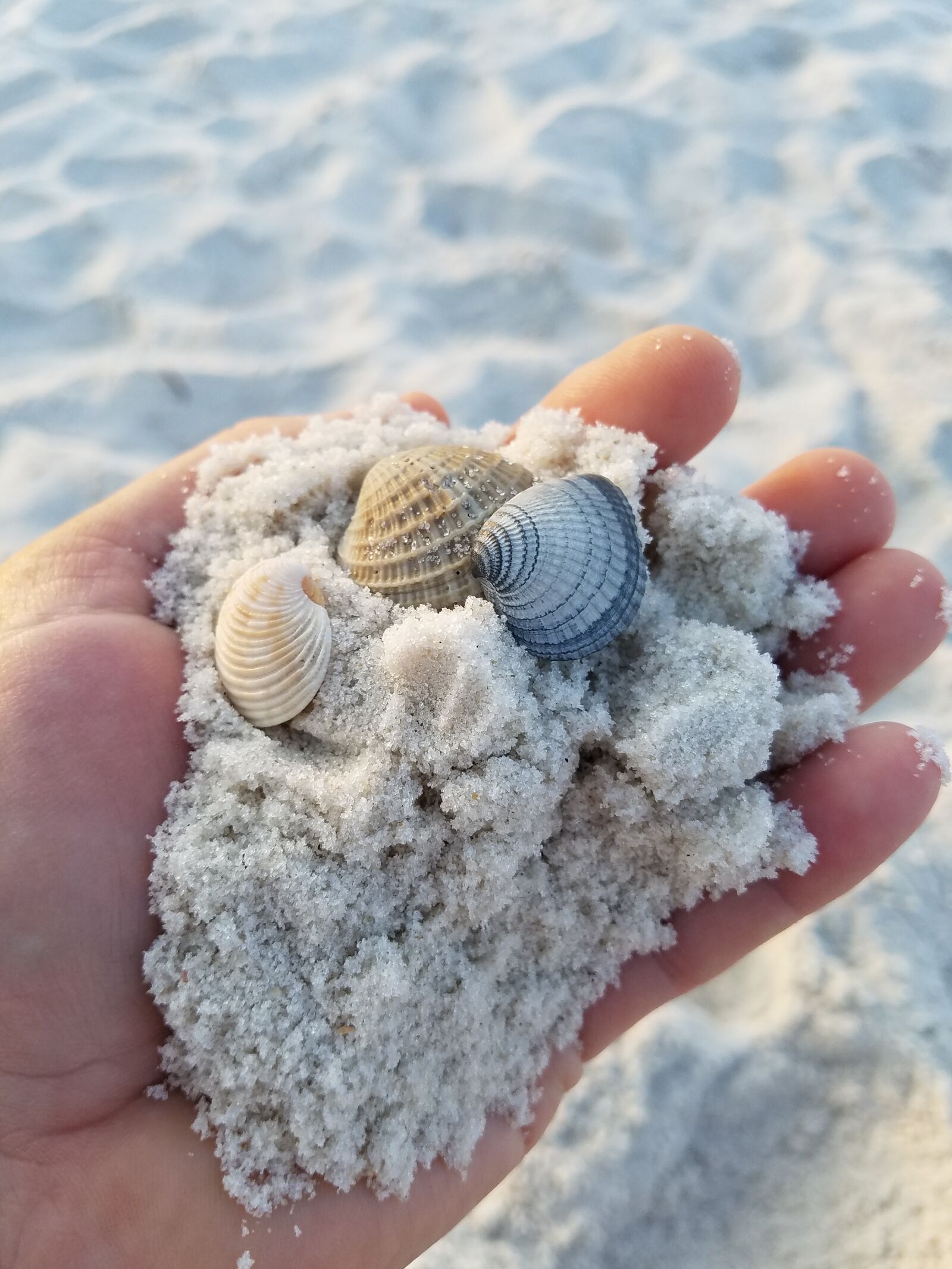 Samsung Galaxy S7 sample photo. Shells, beach, sand photography