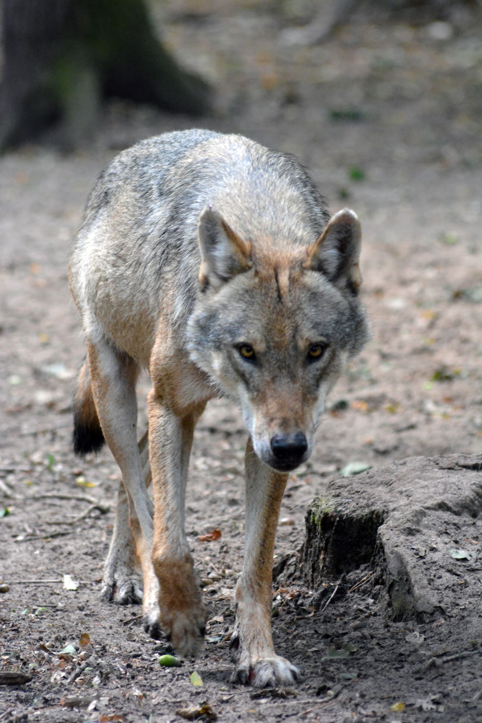 Nikon D5200 sample photo. Wolf, close up, forest photography