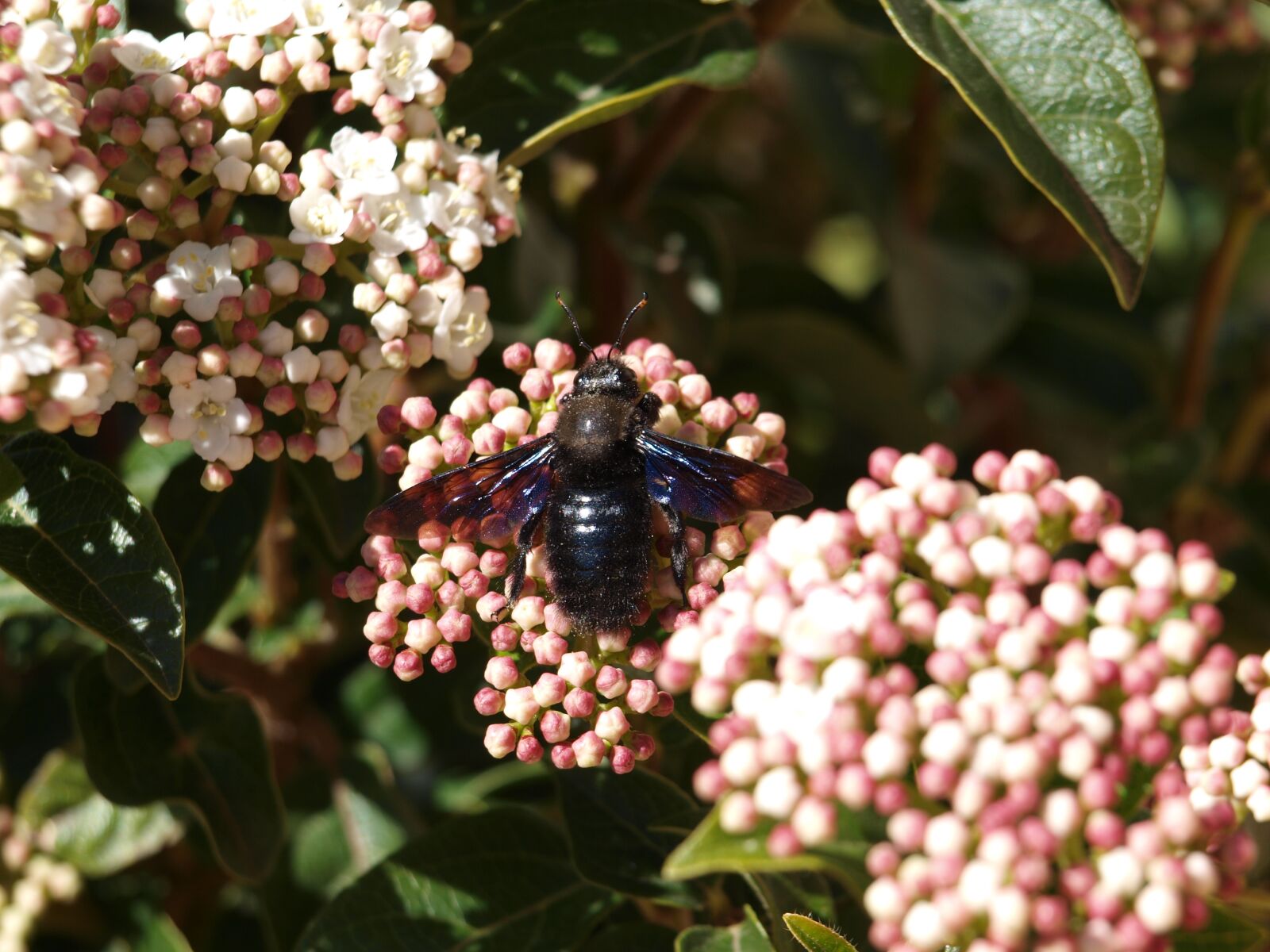 Olympus E-450 (EVOLT E-450) sample photo. Insect, in, flower photography