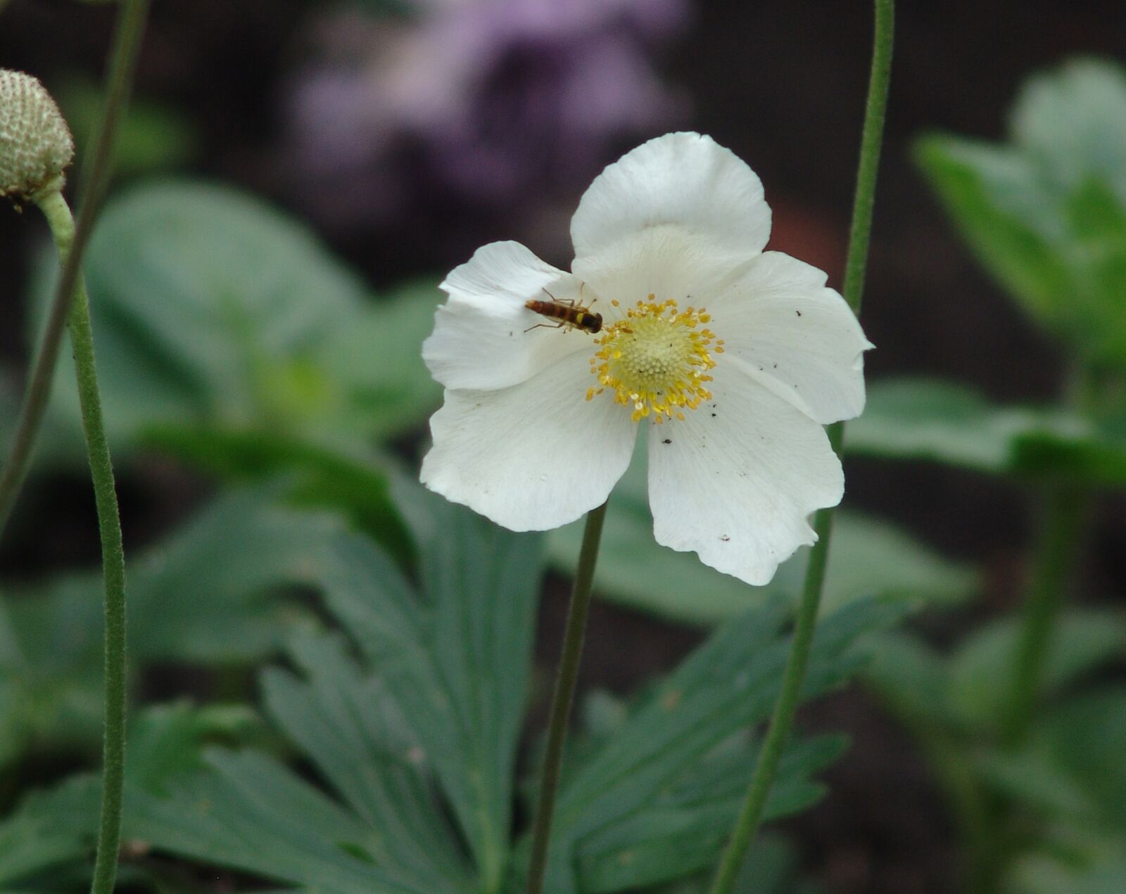 Sony DSC-F828 sample photo. Flower, white flower, anemone photography