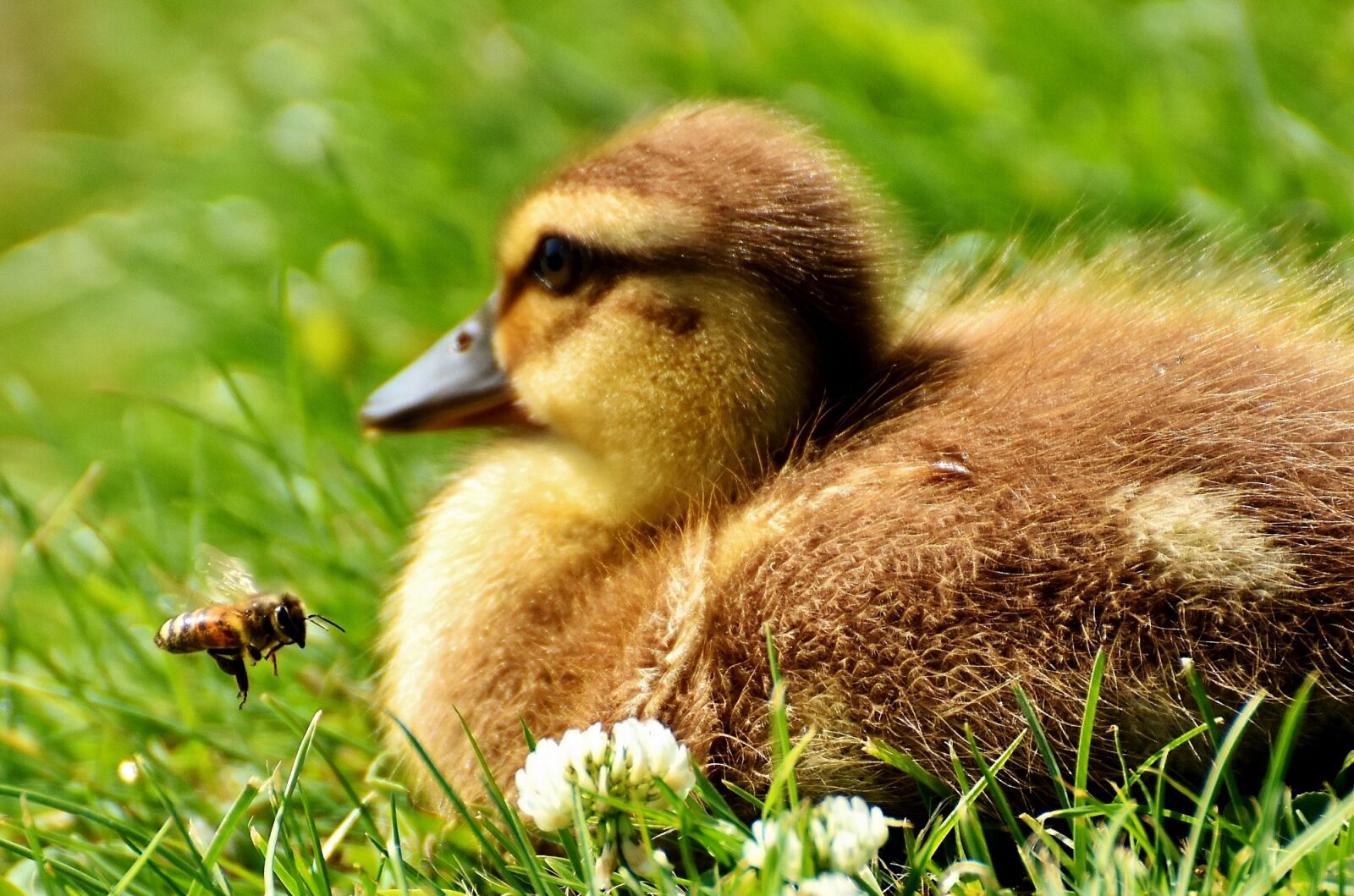 Nikon D7200 sample photo. Ducklings, bee, funny photography