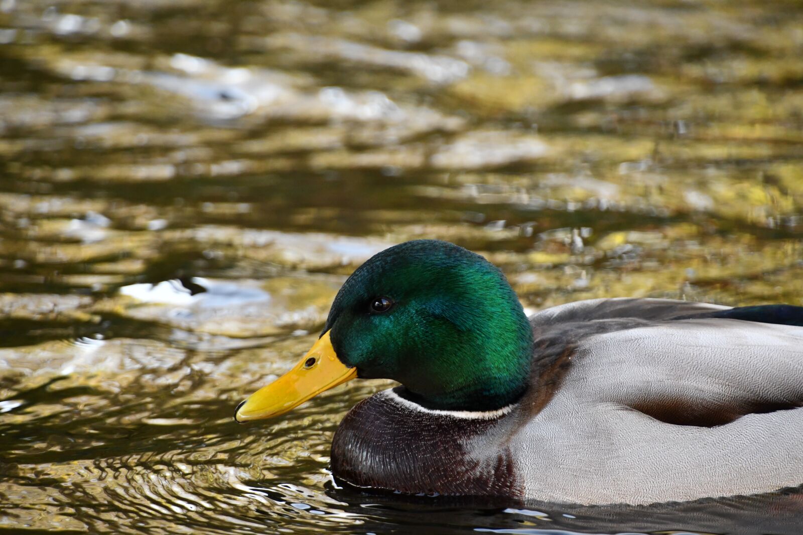 Nikon D7500 sample photo. Duck, kaczor, crossword photography