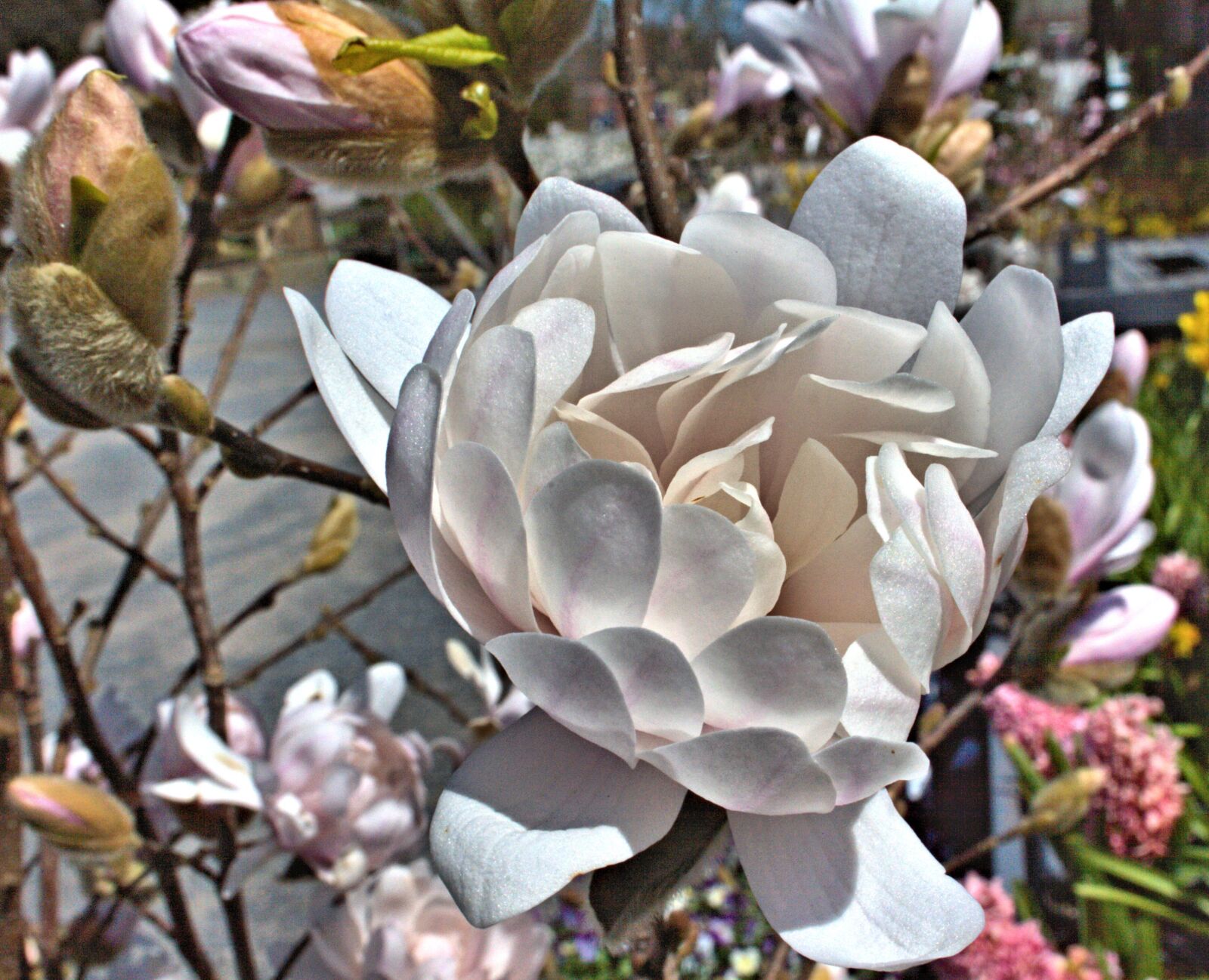 Canon EOS 400D (EOS Digital Rebel XTi / EOS Kiss Digital X) sample photo. Magnolia, flower, nursery photography