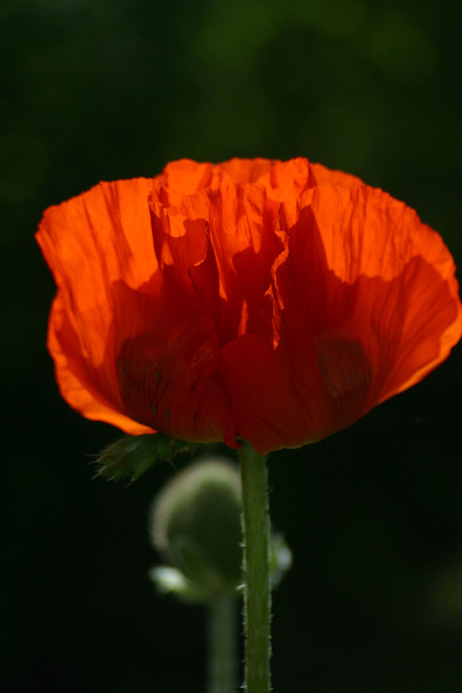 Canon EOS D60 sample photo. Poppy, bud, nature photography