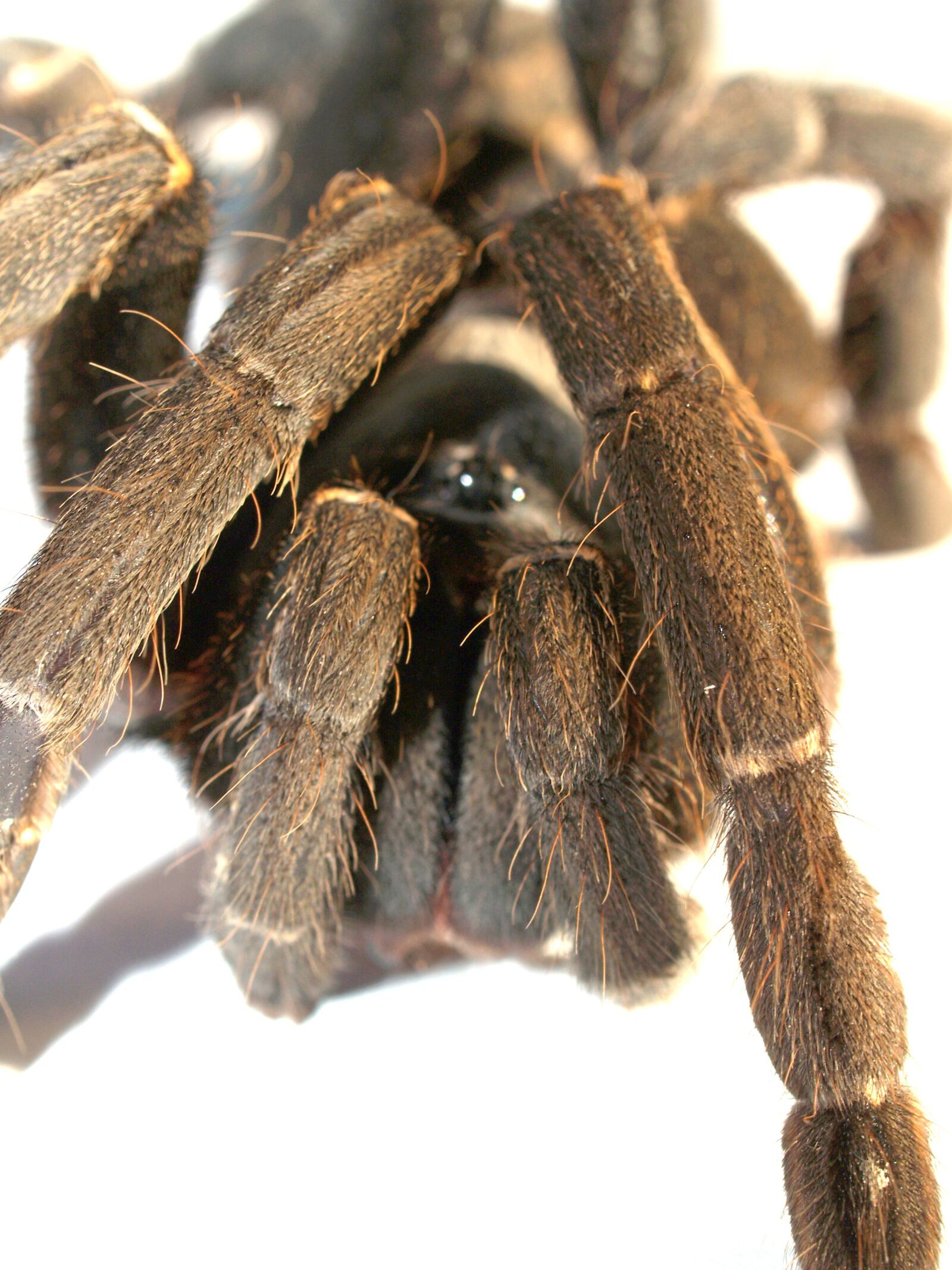 Olympus E-300 (EVOLT E-300) sample photo. Spider, tarantula, arthropod photography