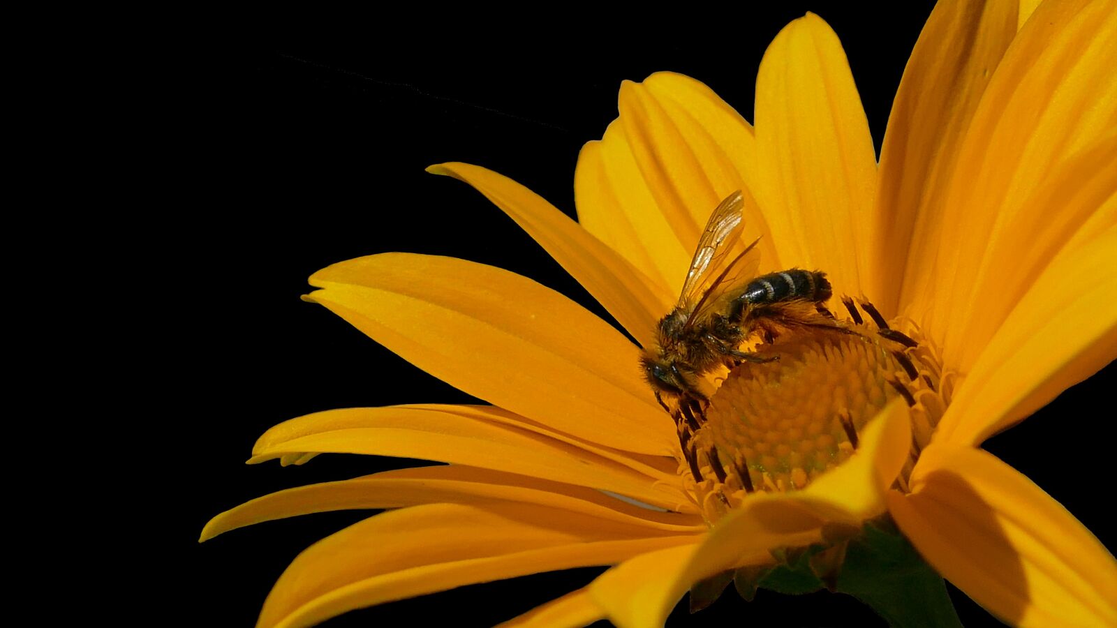 Panasonic Lumix DMC-FZ1000 sample photo. Bee, honey bee, bee photography