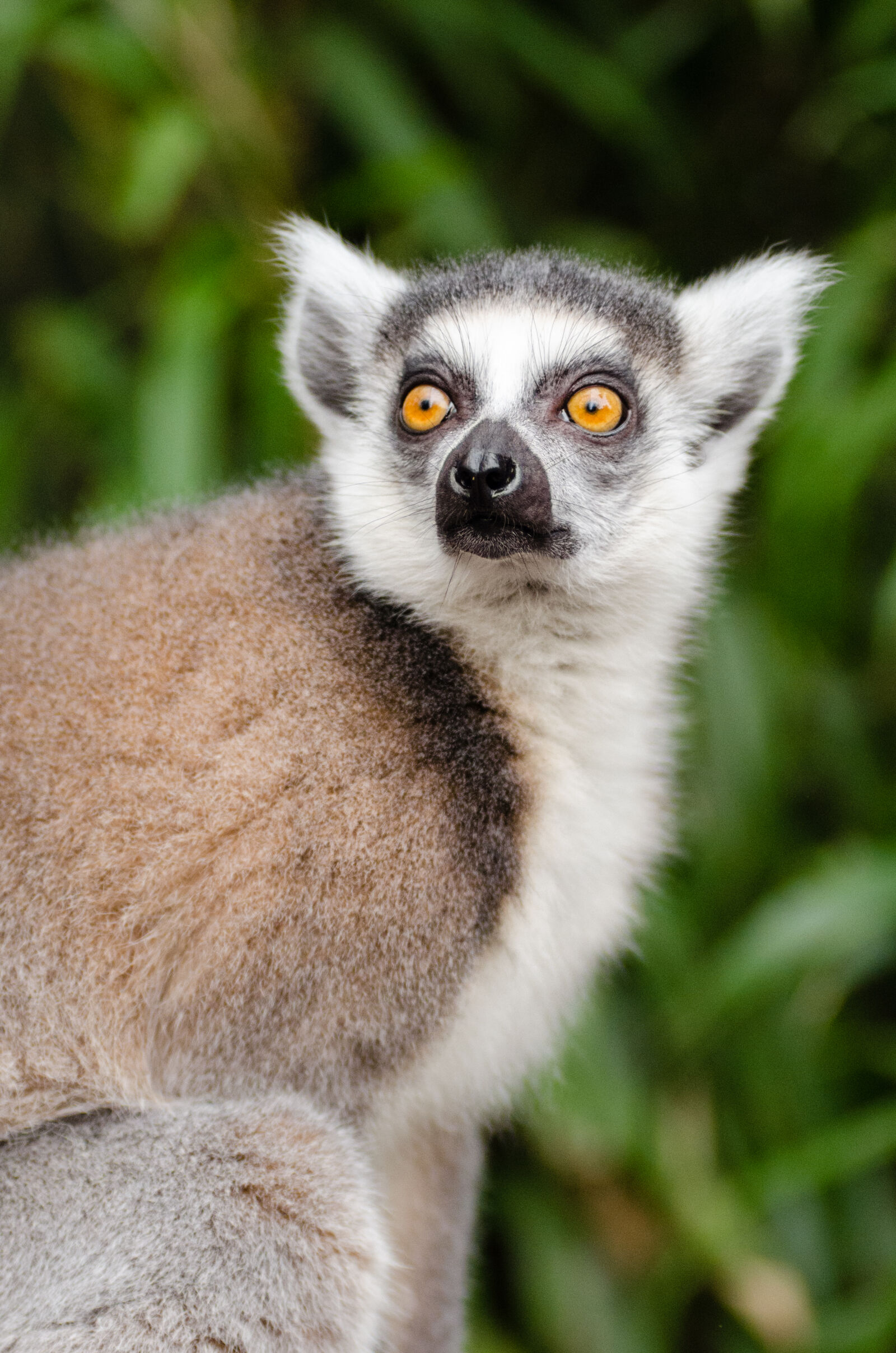 AF Zoom-Nikkor 80-200mm f/2.8 ED sample photo. White, and, brown, animal photography