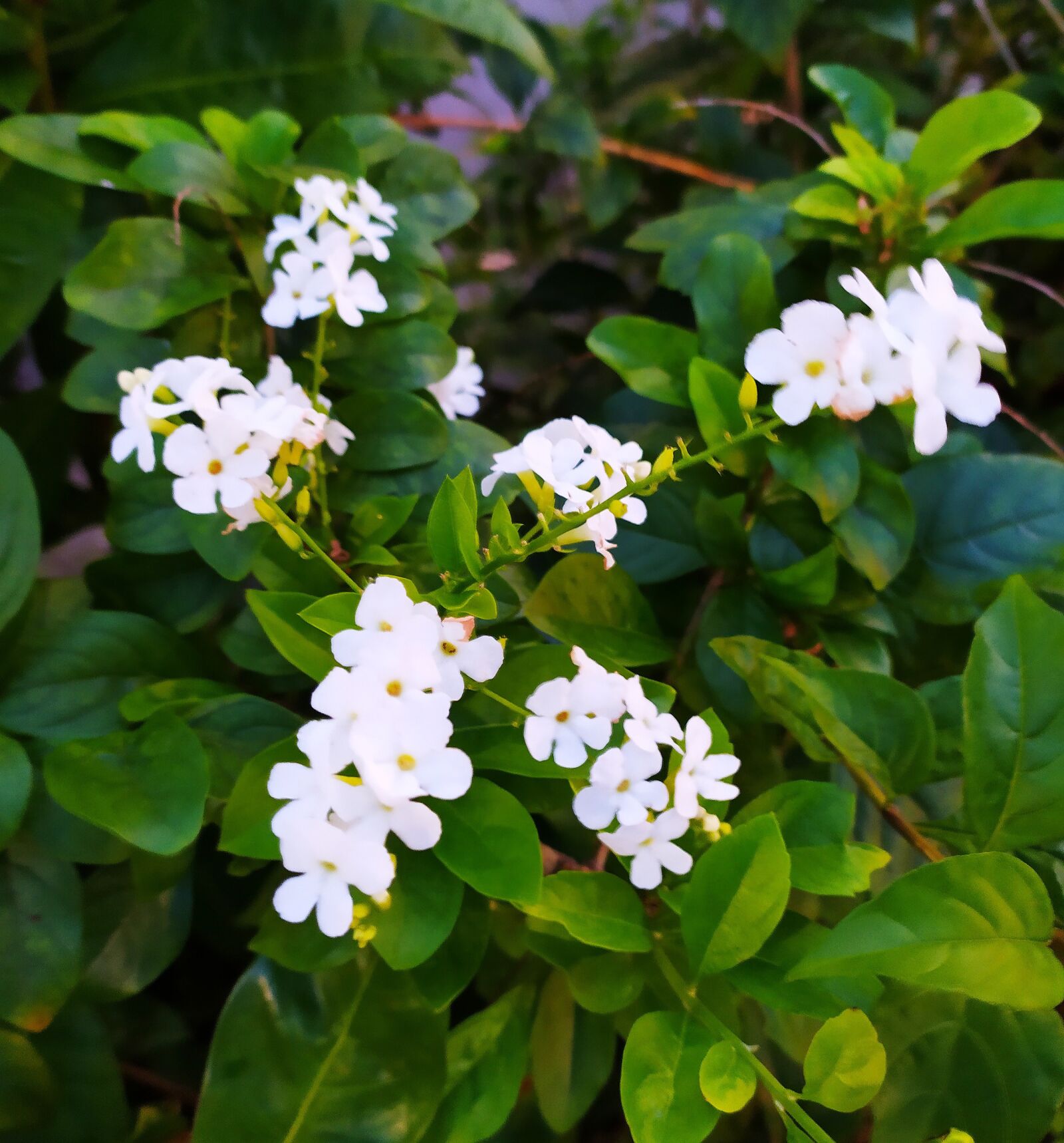 Xiaomi Redmi Note 8T sample photo. White flowers, garden, green photography