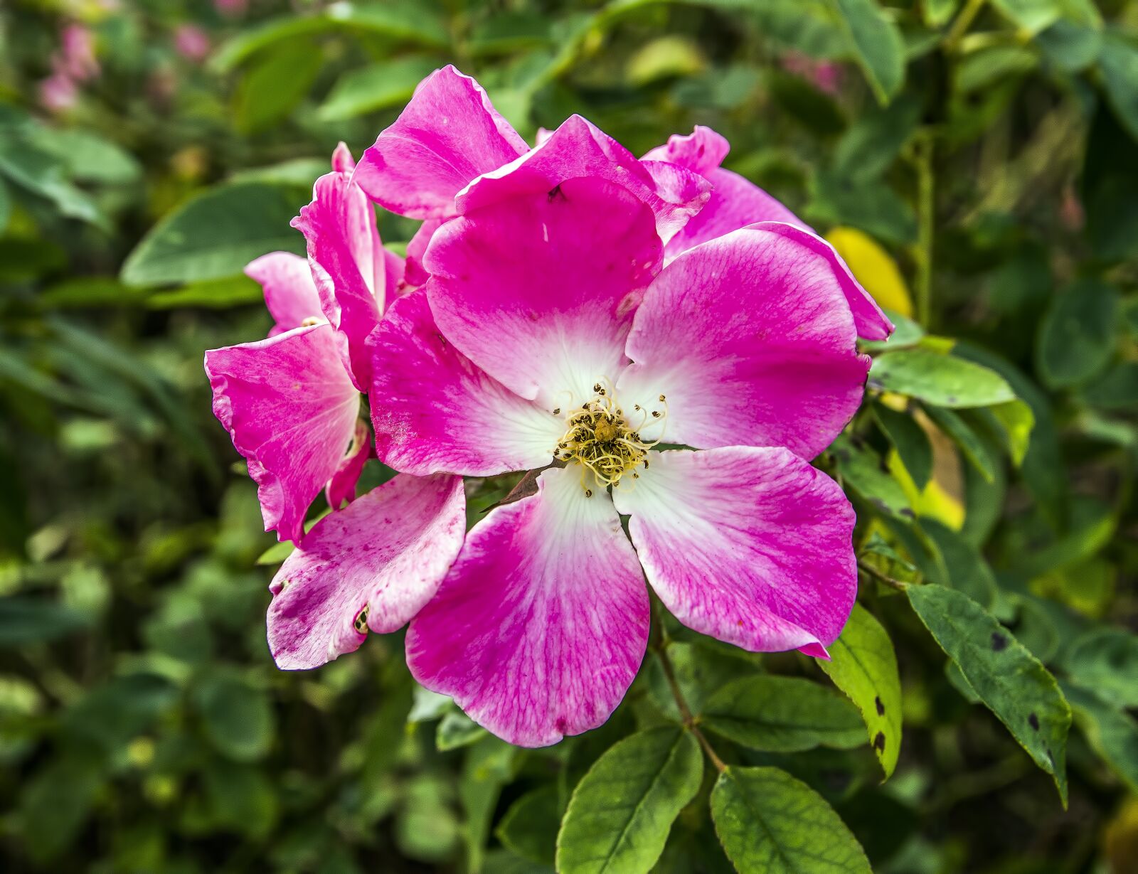 Nikon D7200 sample photo. Flower, nature, flora photography