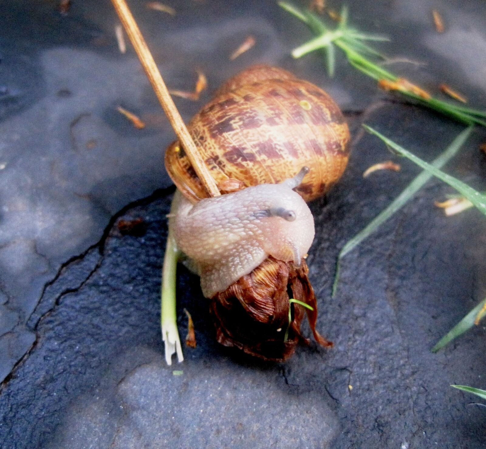 Canon PowerShot SD1200 IS (Digital IXUS 95 IS / IXY Digital 110 IS) sample photo. Garden snail, snail, common photography