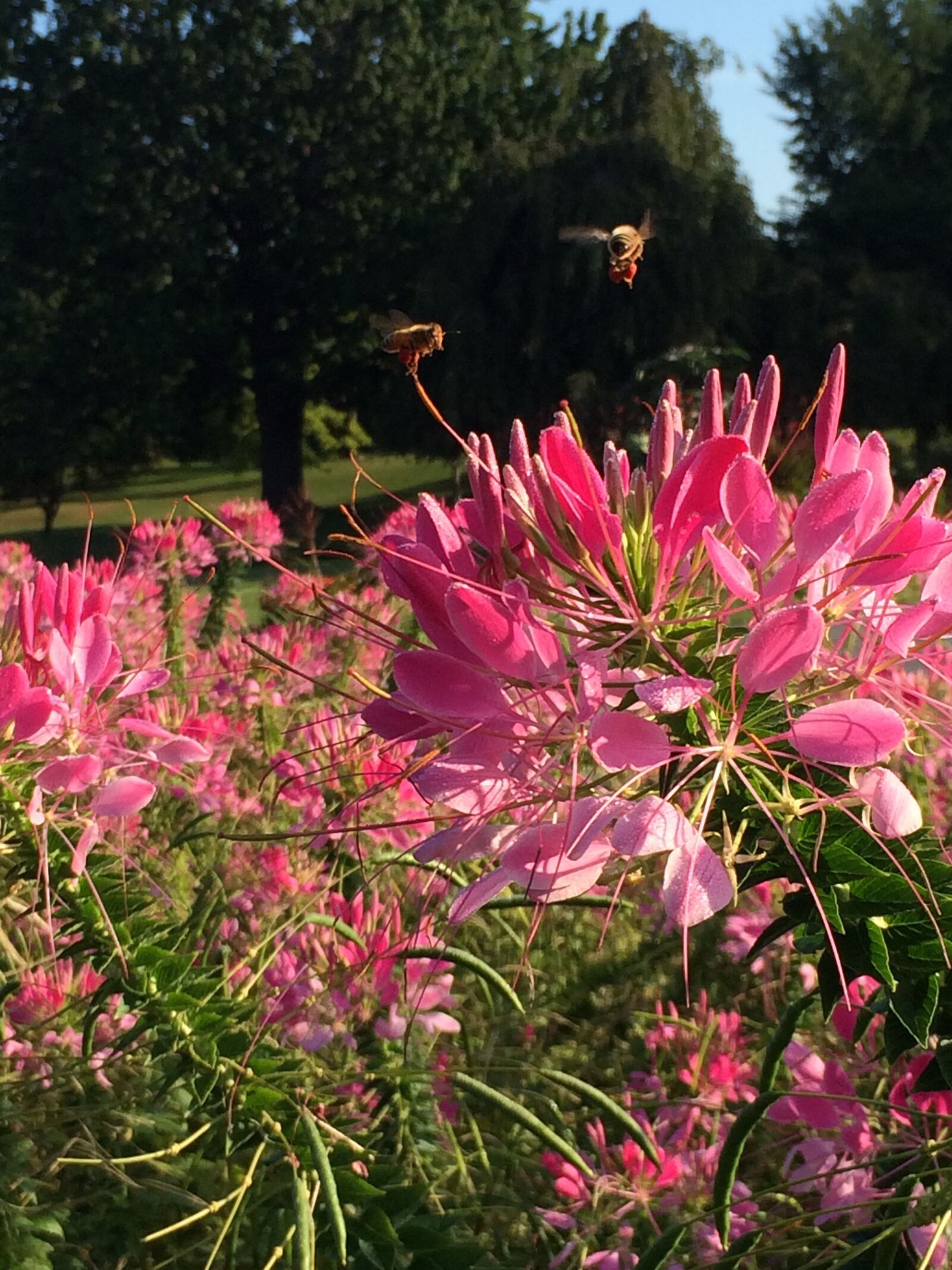 Apple iPhone 5s sample photo. Flower, pink, nature photography