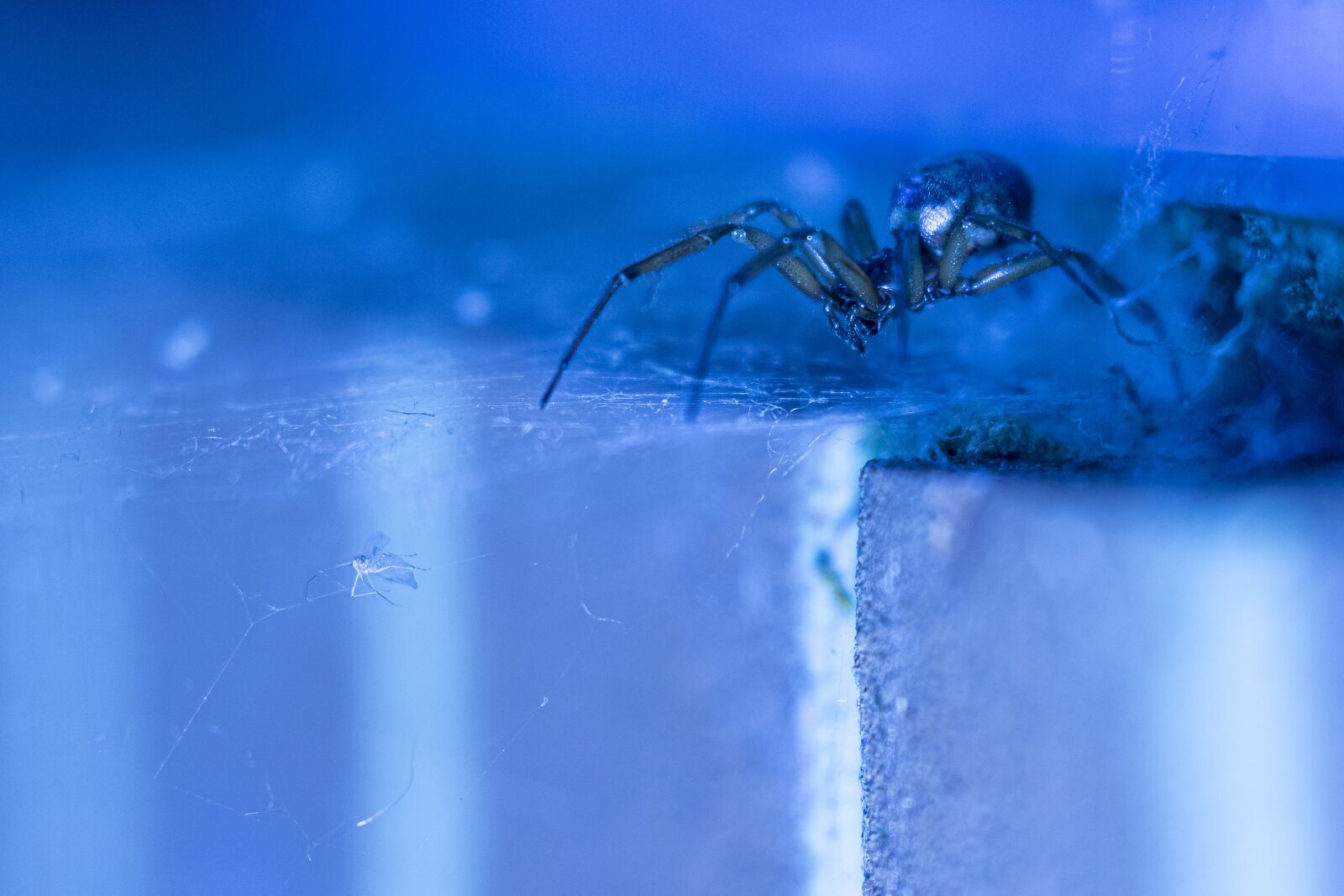 Canon EOS 7D Mark II + Canon EF 100-400mm F4.5-5.6L IS II USM sample photo. Abstract, animal, arachnid photography