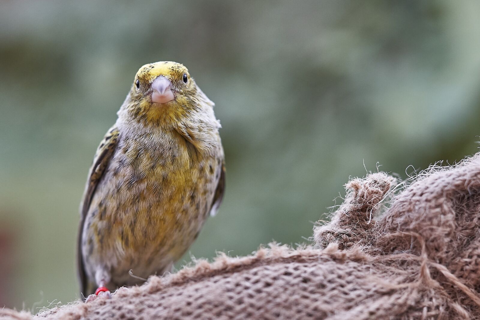 Sony FE 90mm F2.8 Macro G OSS sample photo. Bird, canary bird, eat photography