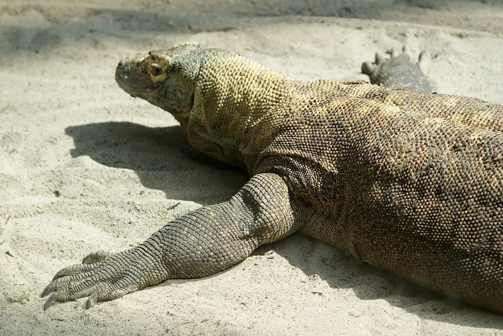 Sony Alpha DSLR-A300 sample photo. Komodo dragon, lizard, reptile photography