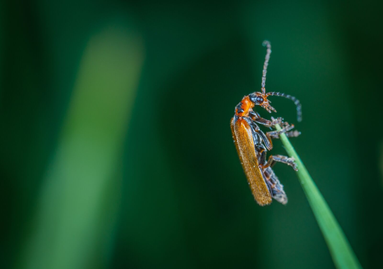 Sony a7R II sample photo. Insect, macro, blade of photography