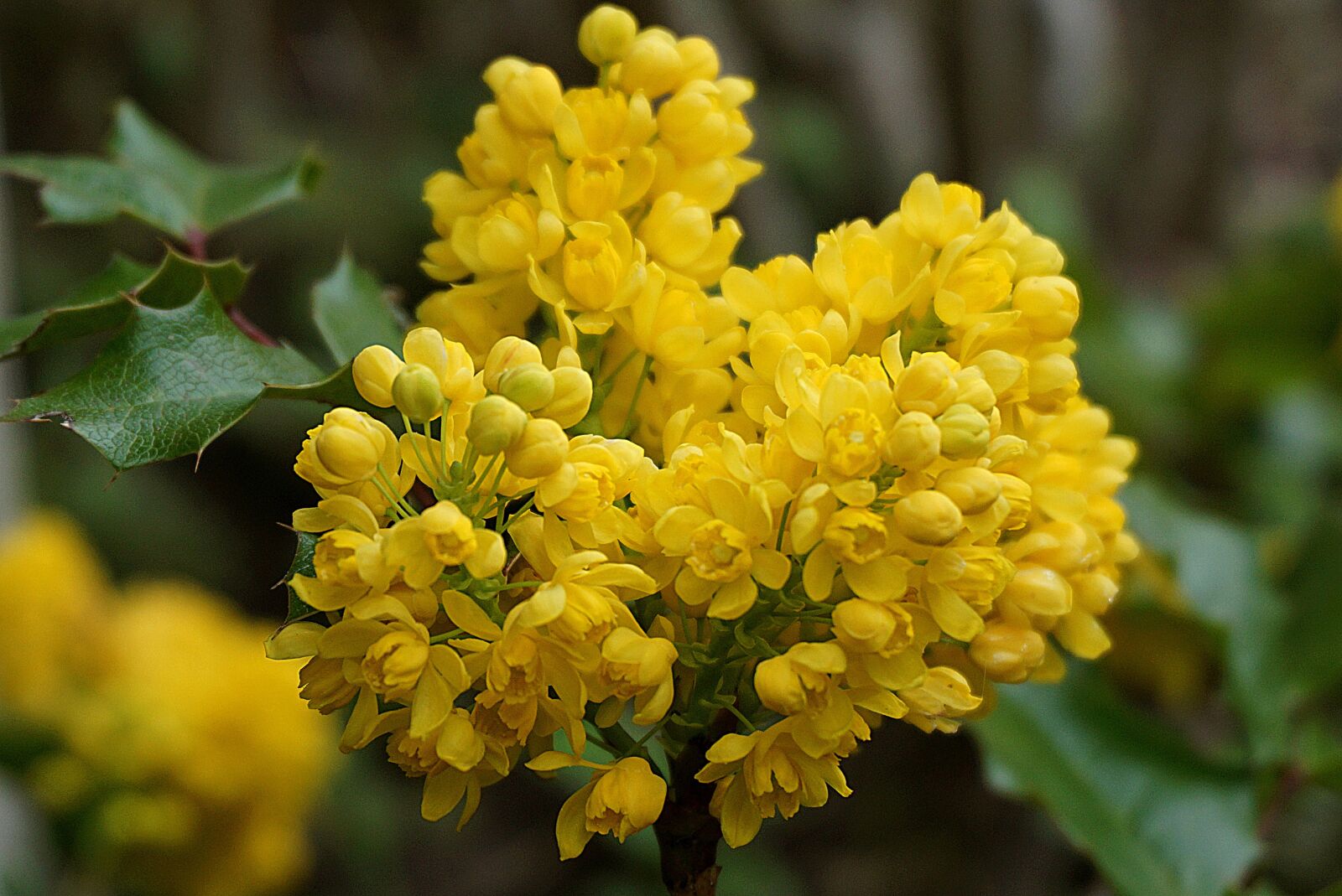 Sony a6000 sample photo. Mahonia common, yellow, barberry photography