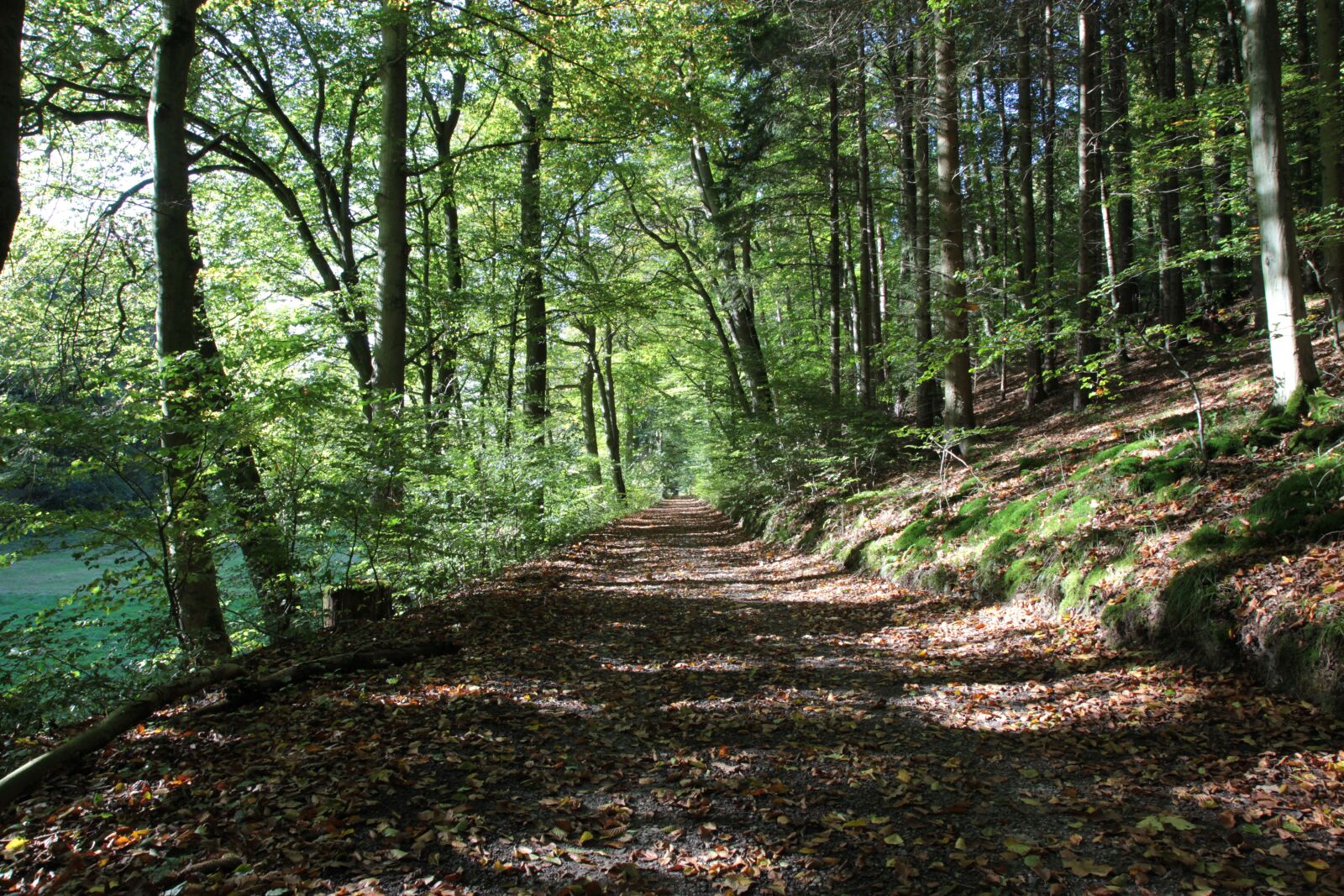 Canon EOS 5D Mark II sample photo. Forest path, autumn, oak photography