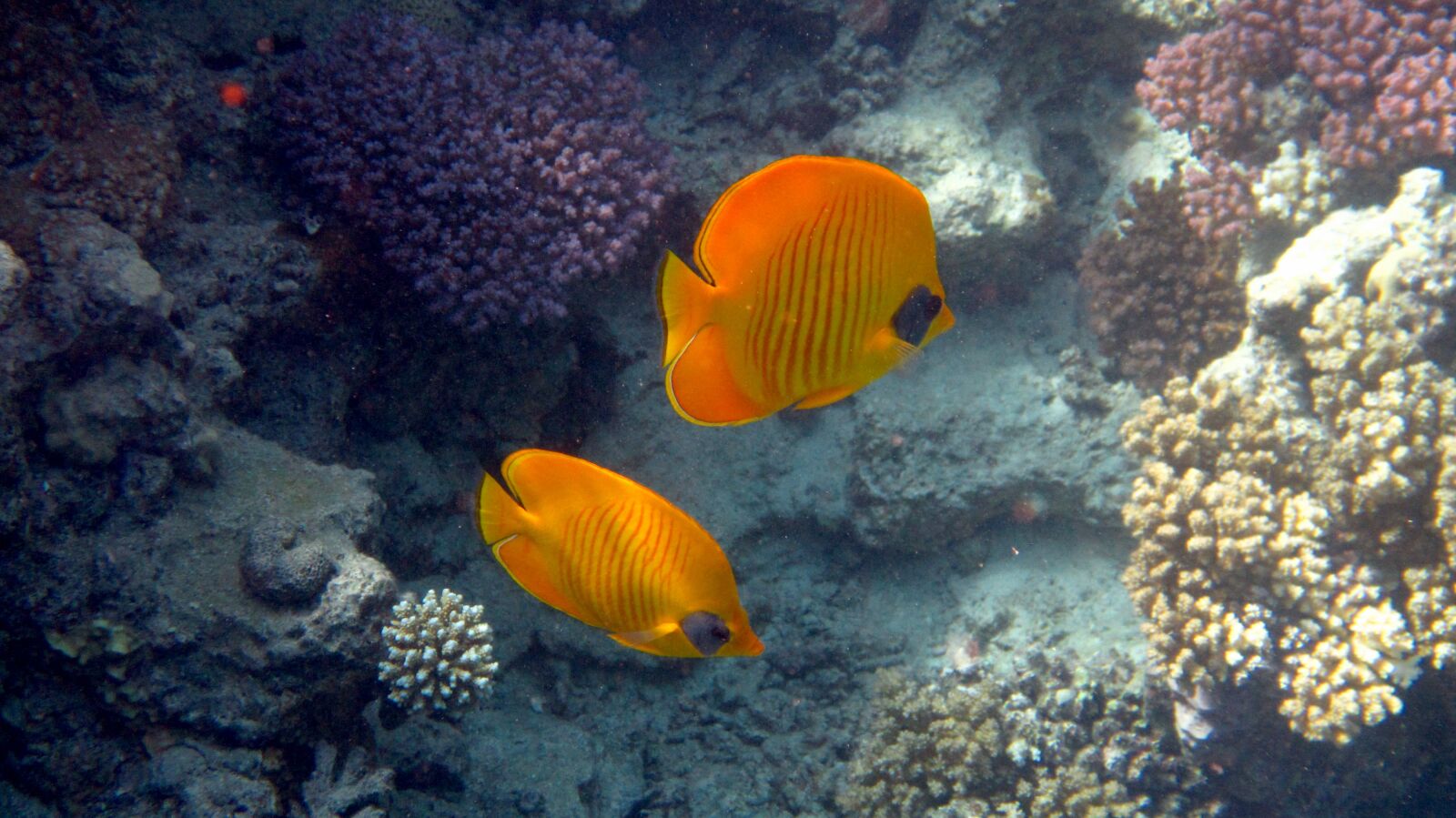 Canon PowerShot D30 sample photo. Fish, red sea, coral photography