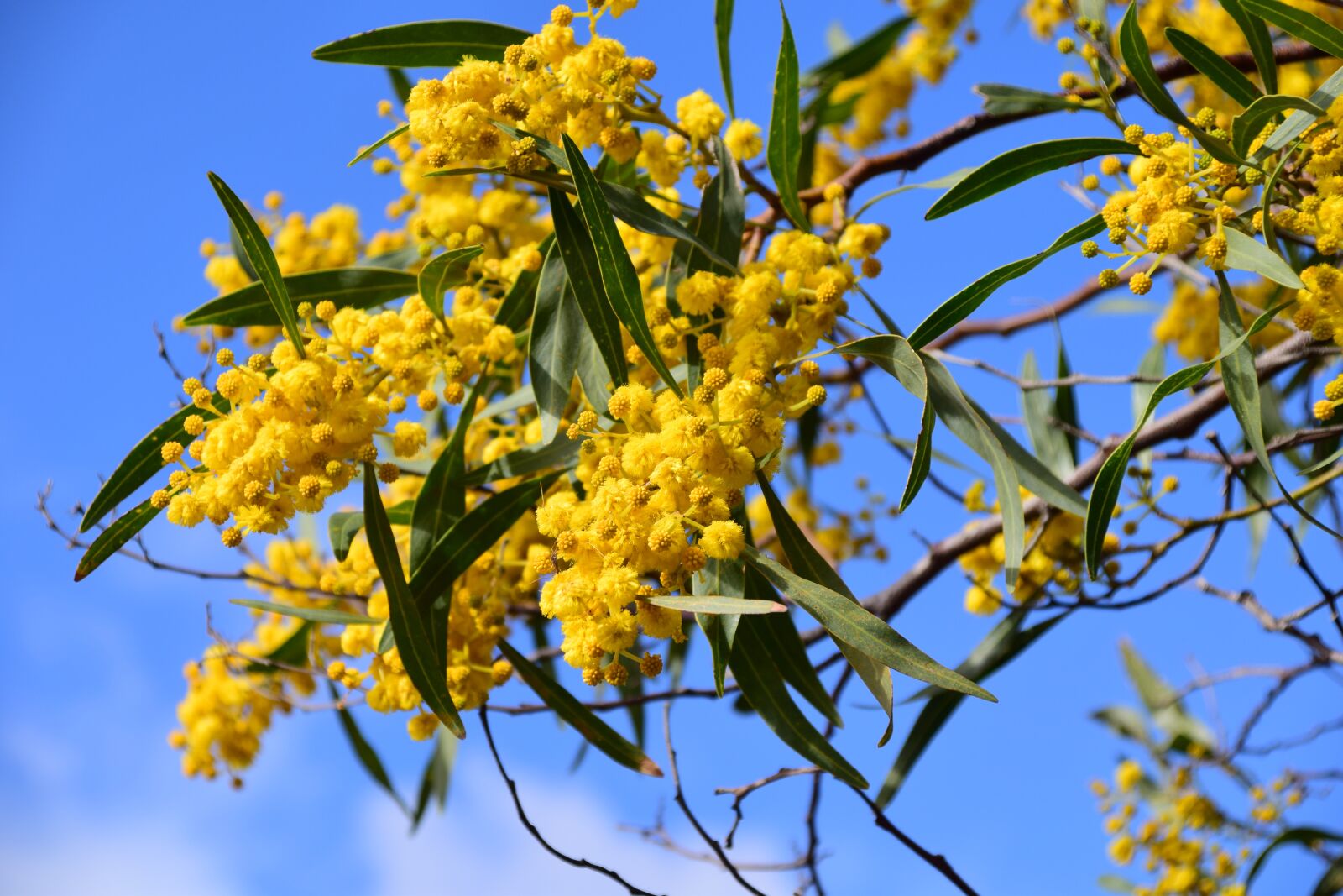 Nikon D3300 sample photo. Silver wattle, acacia dealbata photography