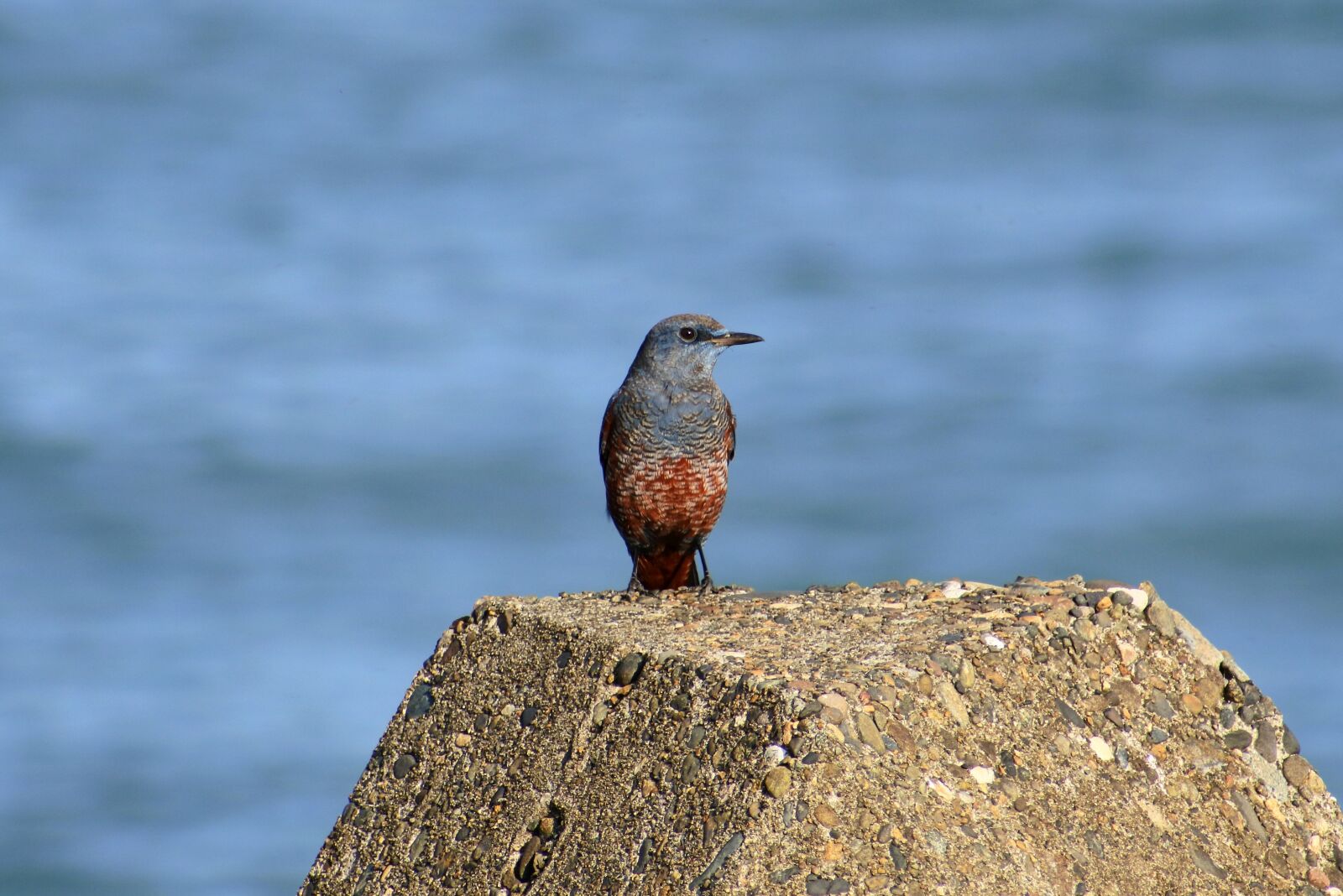 VR 70-300mm f/4.5-6.3G sample photo. Animal, sea, beach photography