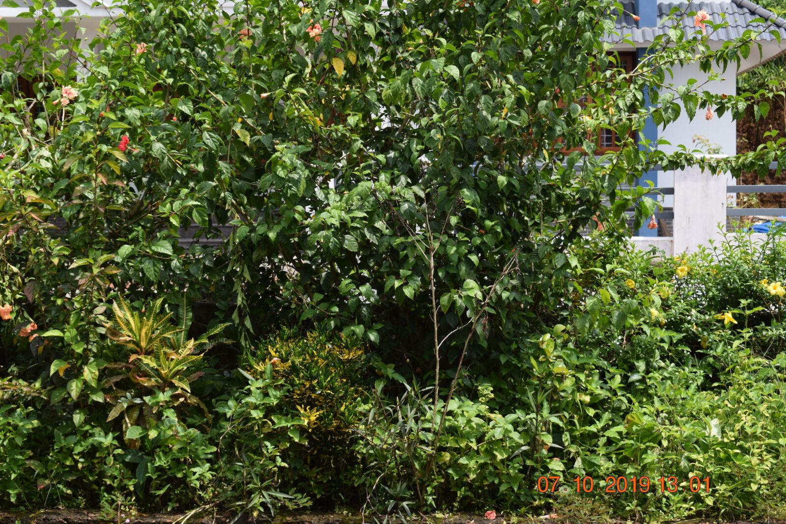 Nikon D3300 sample photo. Greenary, flower, tree photography