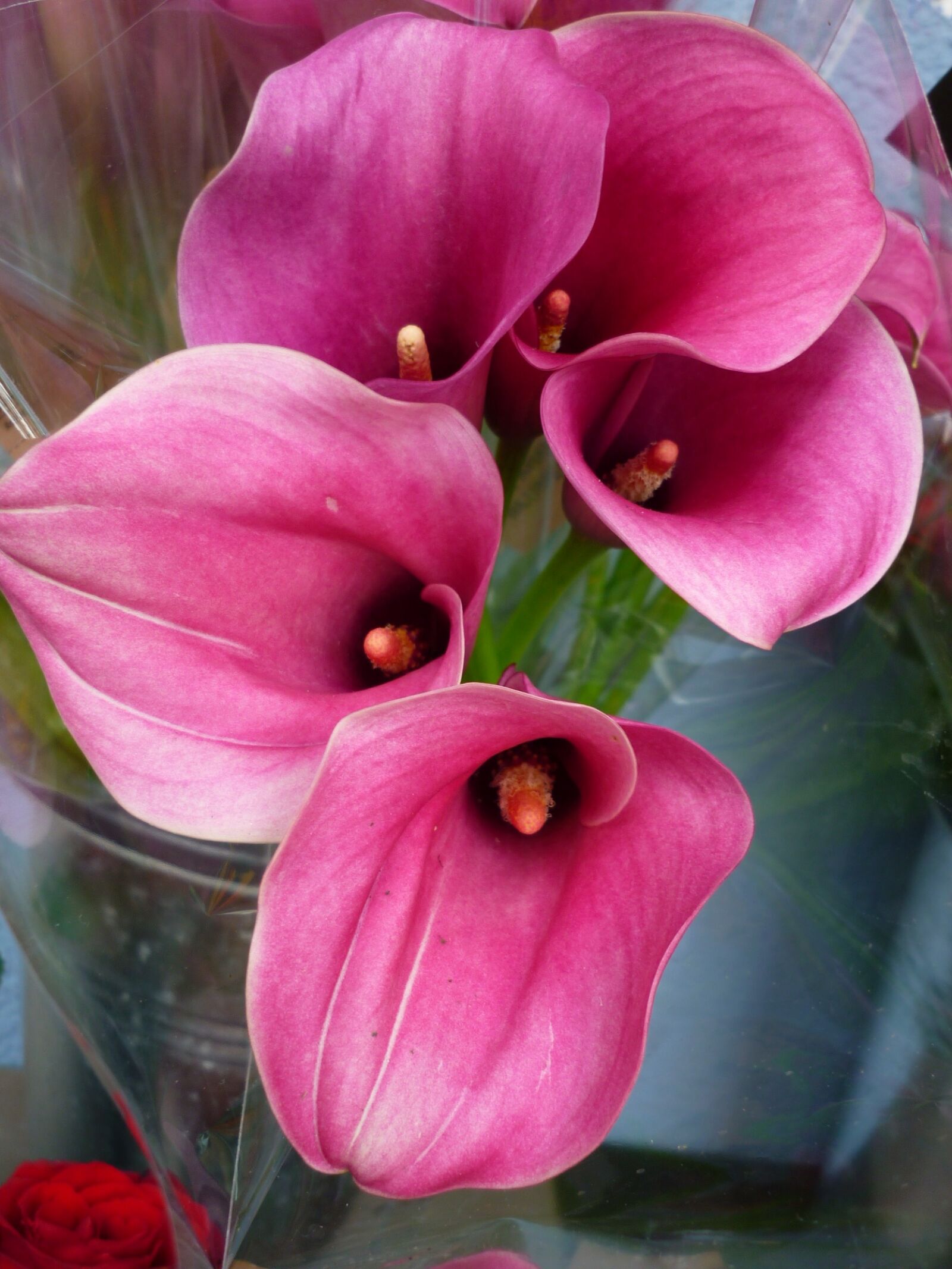 Panasonic Lumix DMC-FS6 sample photo. Flower, calla, nature photography