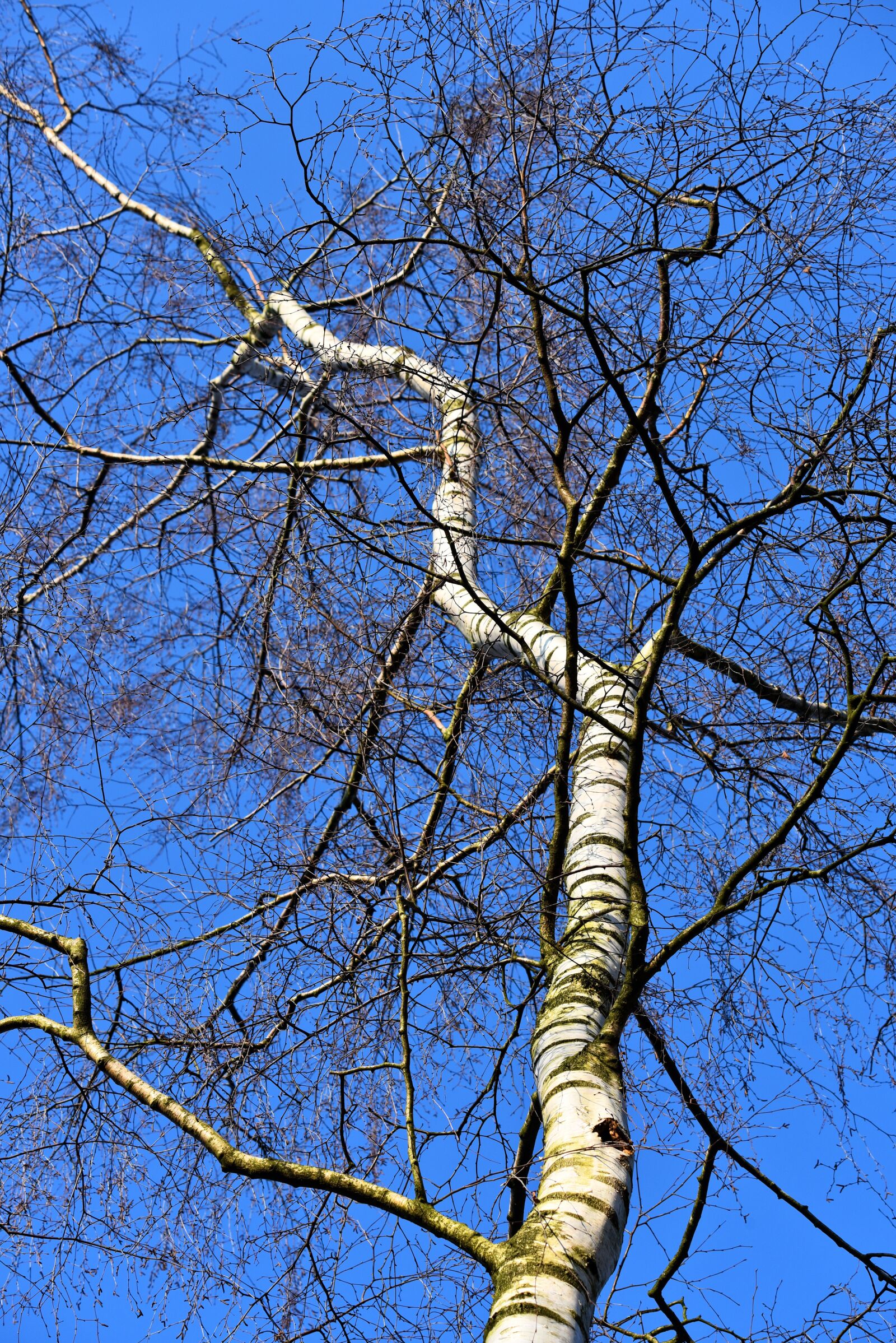 Nikon D750 sample photo. Birch, white birch, paper photography