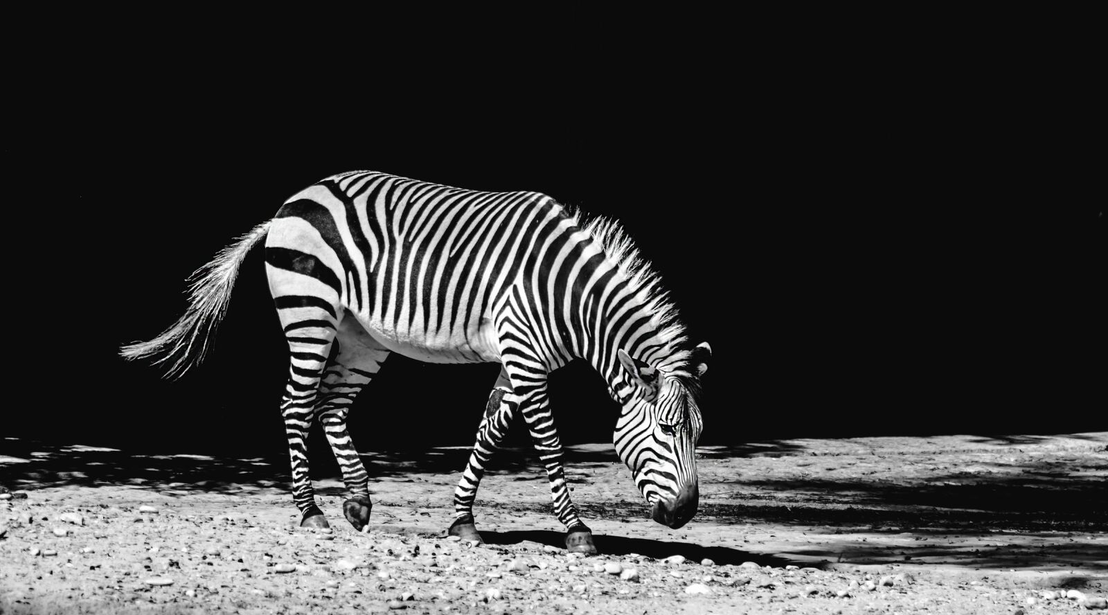Nikon D7200 sample photo. Zebra, animal, zoo photography