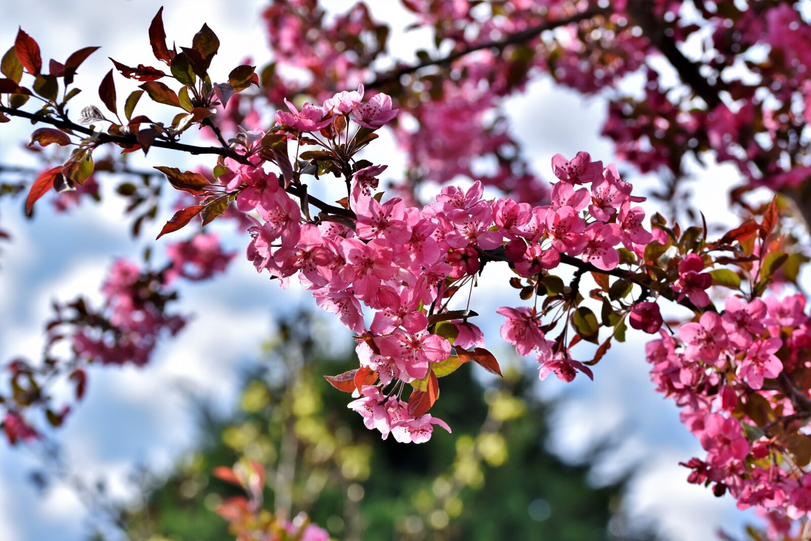 Nikon D7200 sample photo. Ornamental cherry, cherry blossoms photography