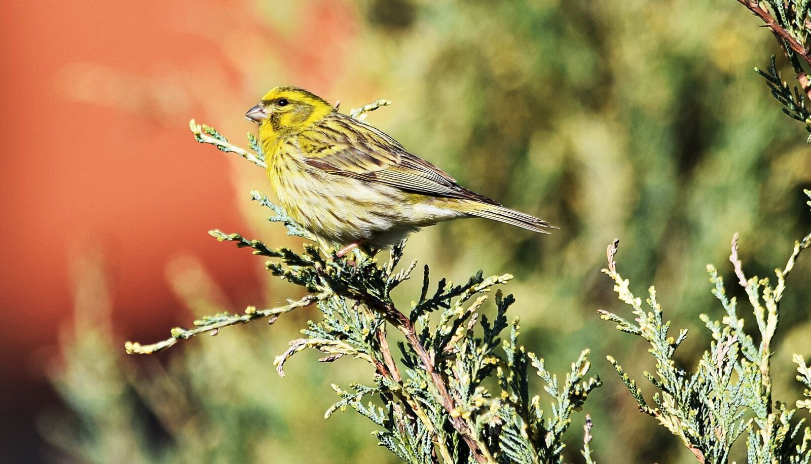 Nikon D5300 sample photo. Bird, nature, grass photography