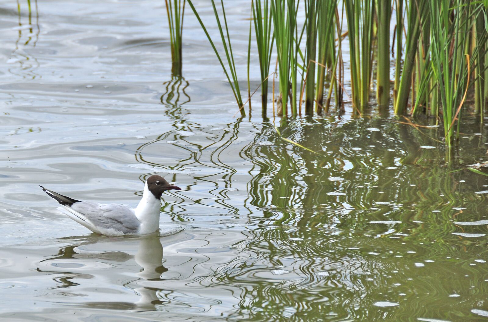 Nikon D90 sample photo. Gulls, lake, water bird photography