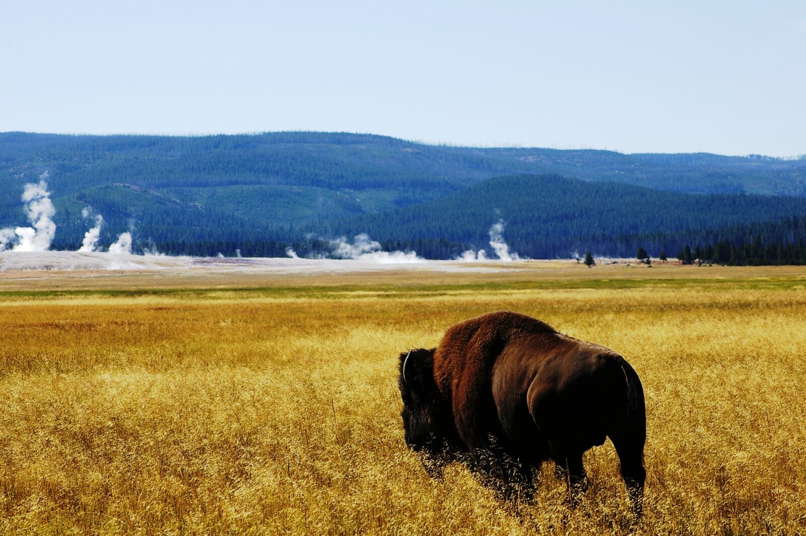 Pentax *ist DS sample photo. Buffalo, yellowstone, free photography