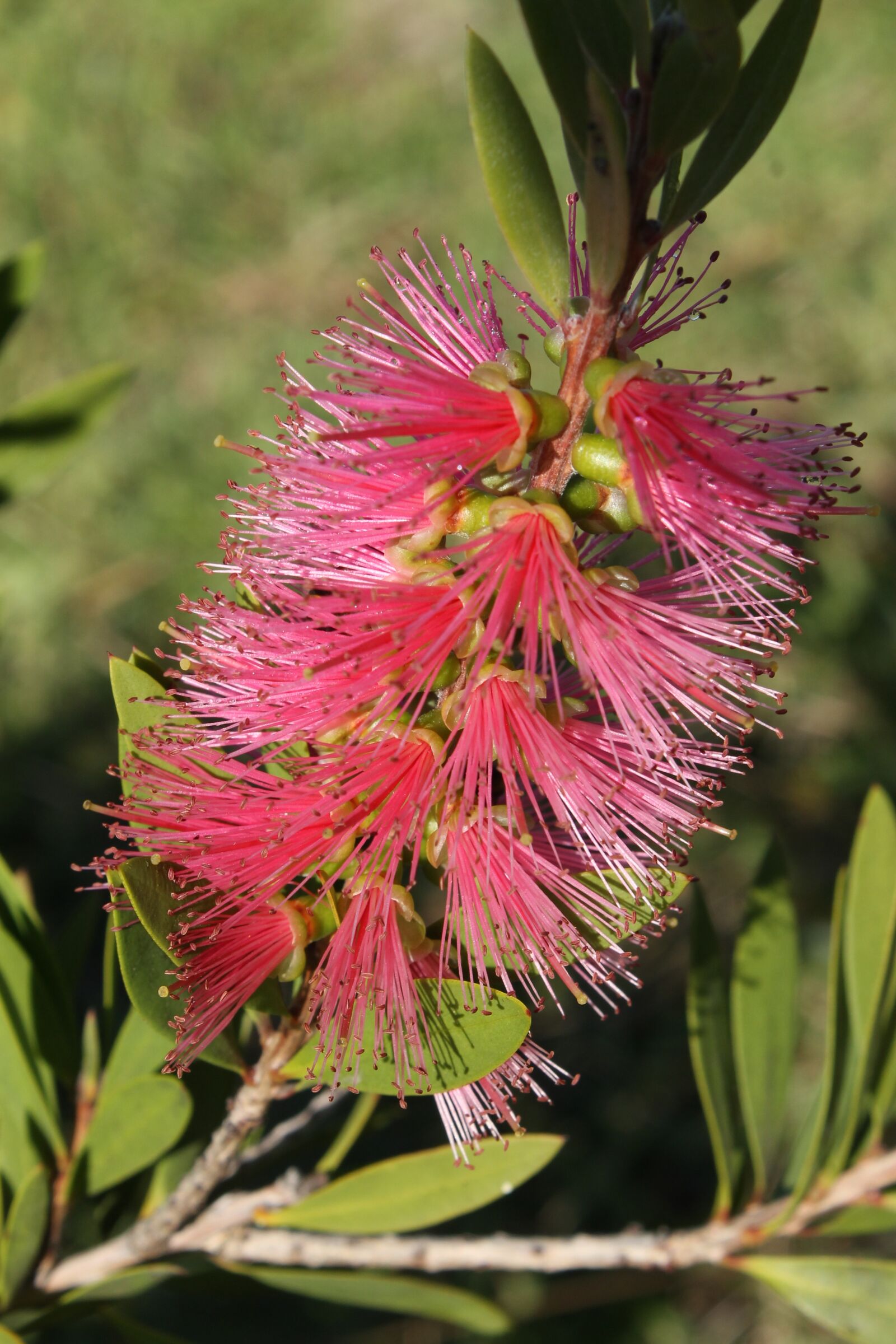 Canon EOS 1100D (EOS Rebel T3 / EOS Kiss X50) sample photo. Flower, bottlebrush, callistemon photography
