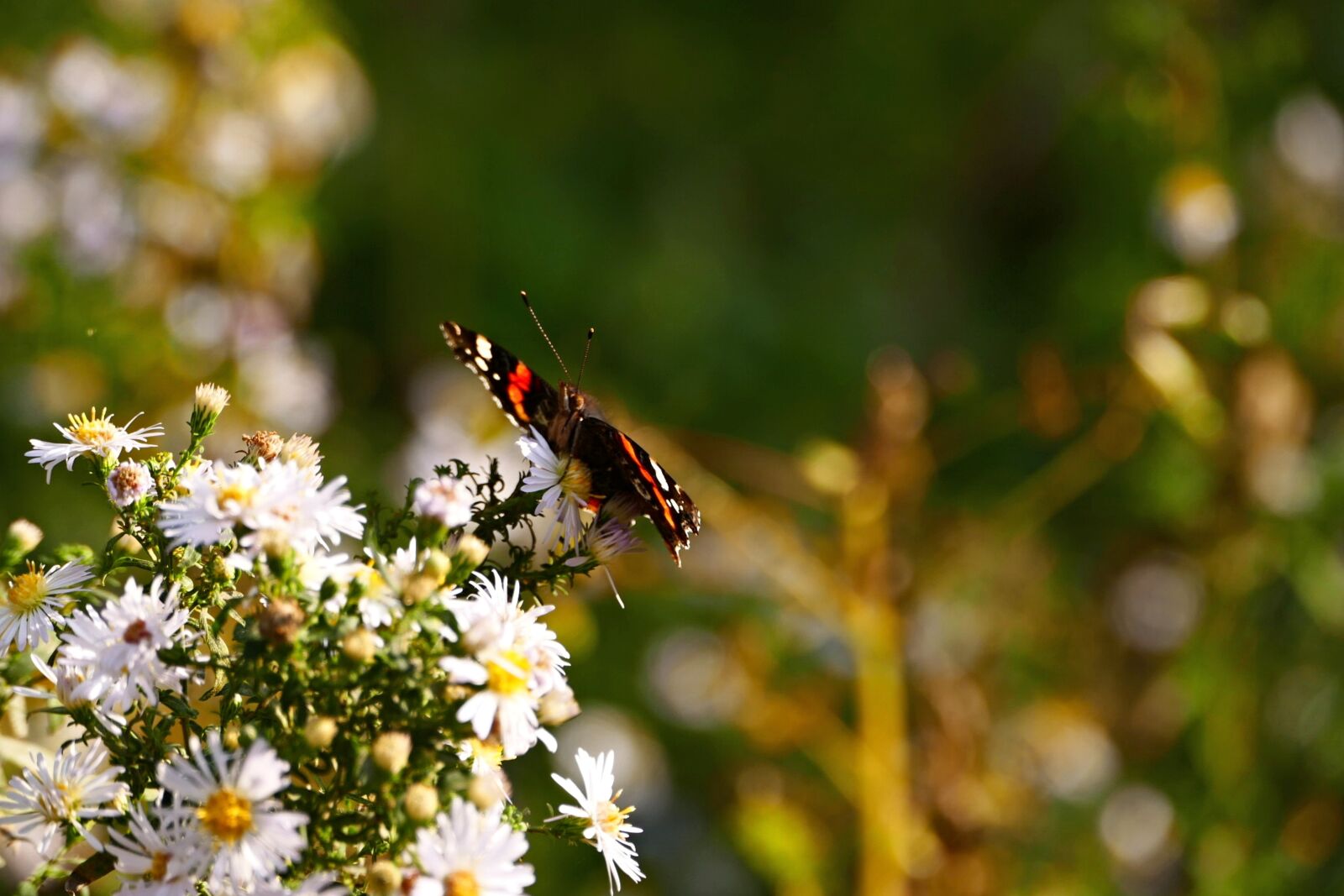 Panasonic Lumix DMC-FZ1000 sample photo. Butterfly, flower, forest photography