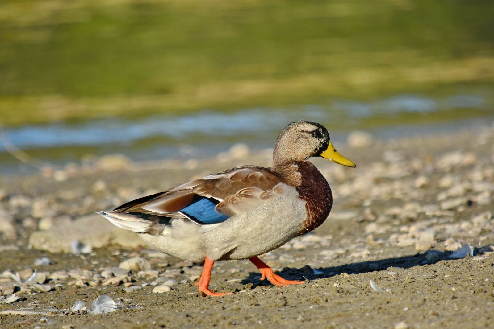 Nikon D5500 sample photo. Beach, mallard, natural habitat photography