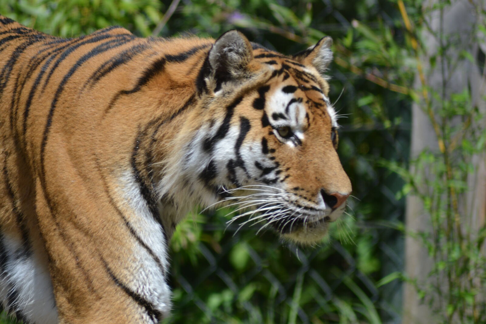 Nikon D3100 sample photo. Graceful, tiger photography