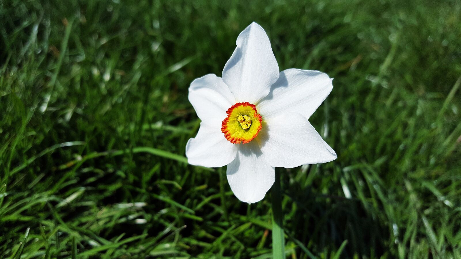 Samsung Galaxy S6 sample photo. Narcissus poeticus, daffodil, narcissus photography