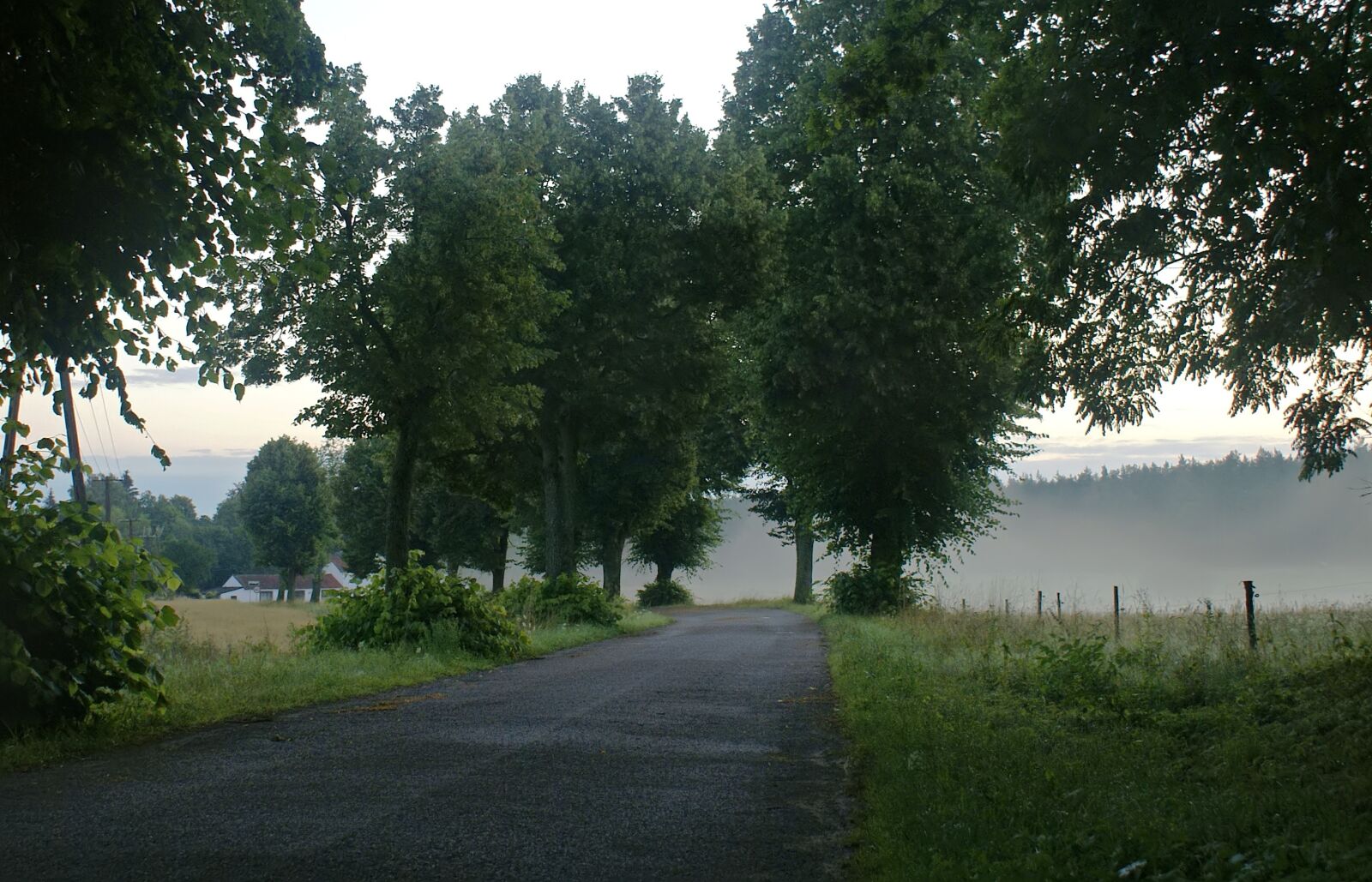 Sony Alpha DSLR-A100 sample photo. Way, dawn, the fog photography