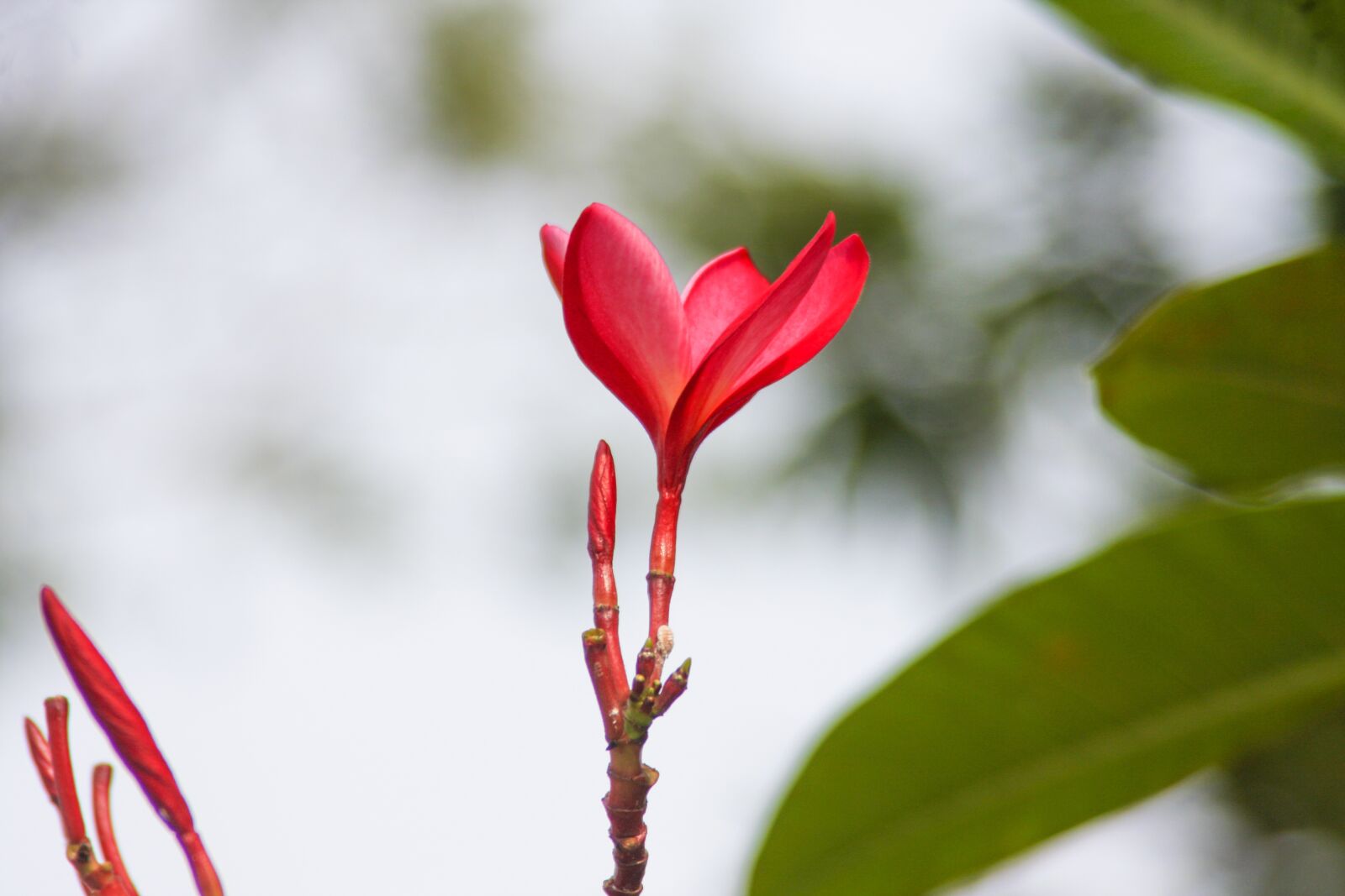 Canon EOS 40D sample photo. Flower, red, garden photography