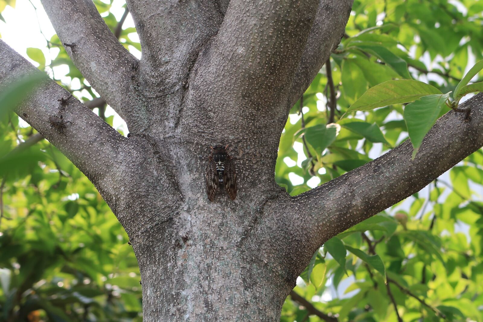 Canon PowerShot G7 X Mark II sample photo. Cicada, insect, natural photography