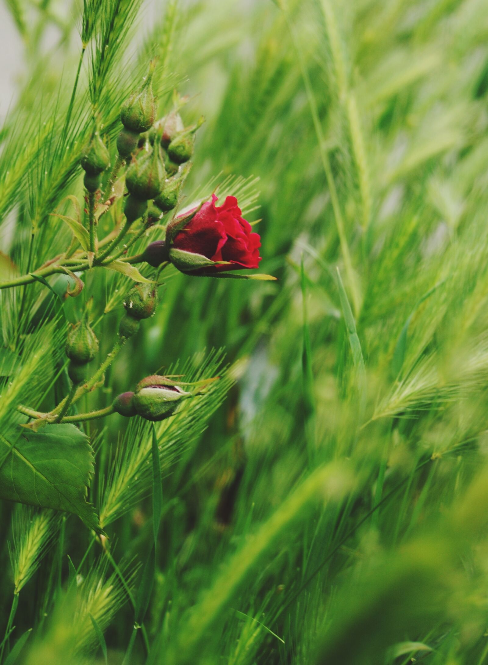 Nikon D3000 sample photo. Rose, flower, floral photography