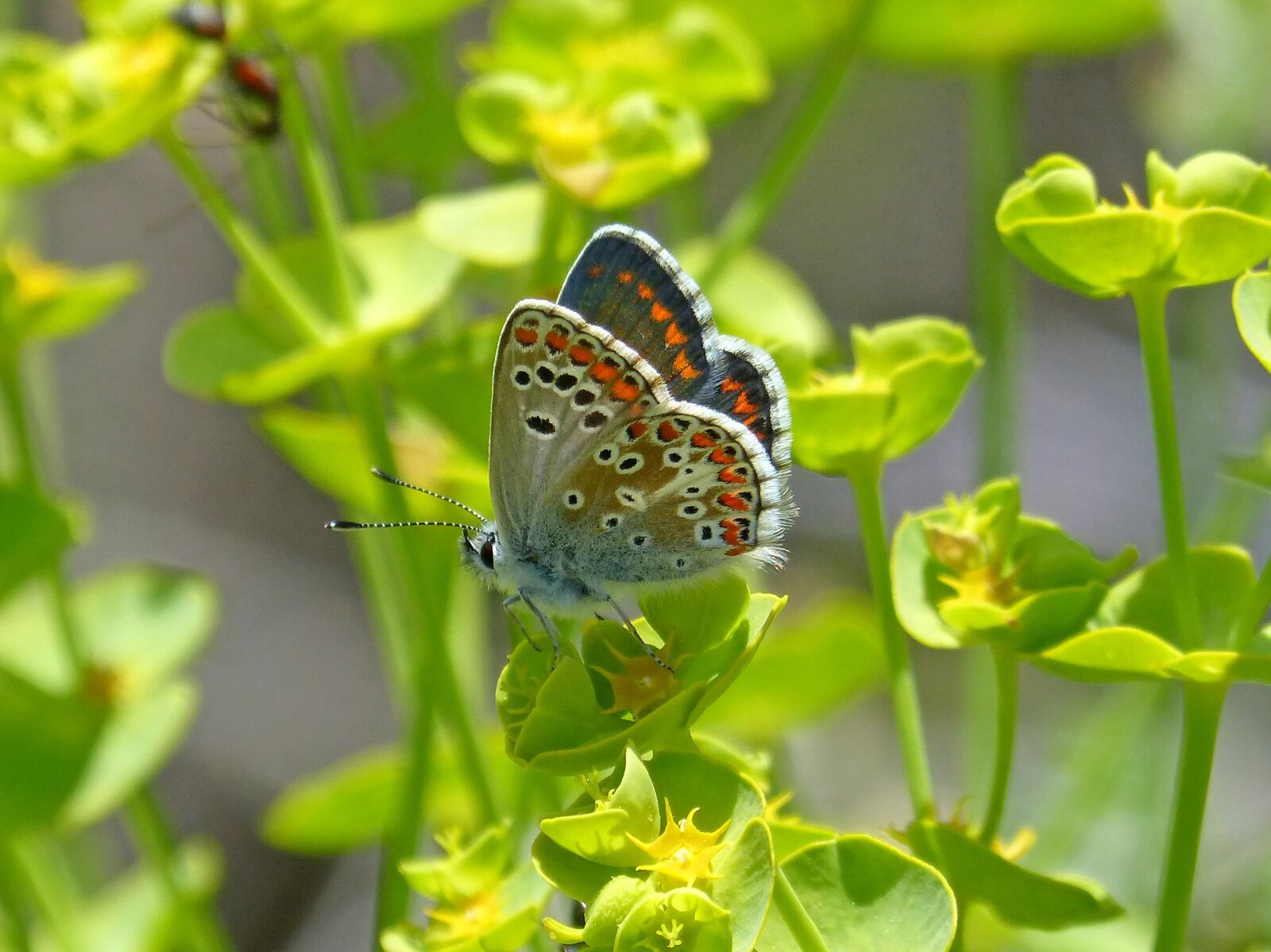 Panasonic DMC-FZ62 sample photo. Aricia cramera, brunette southern photography