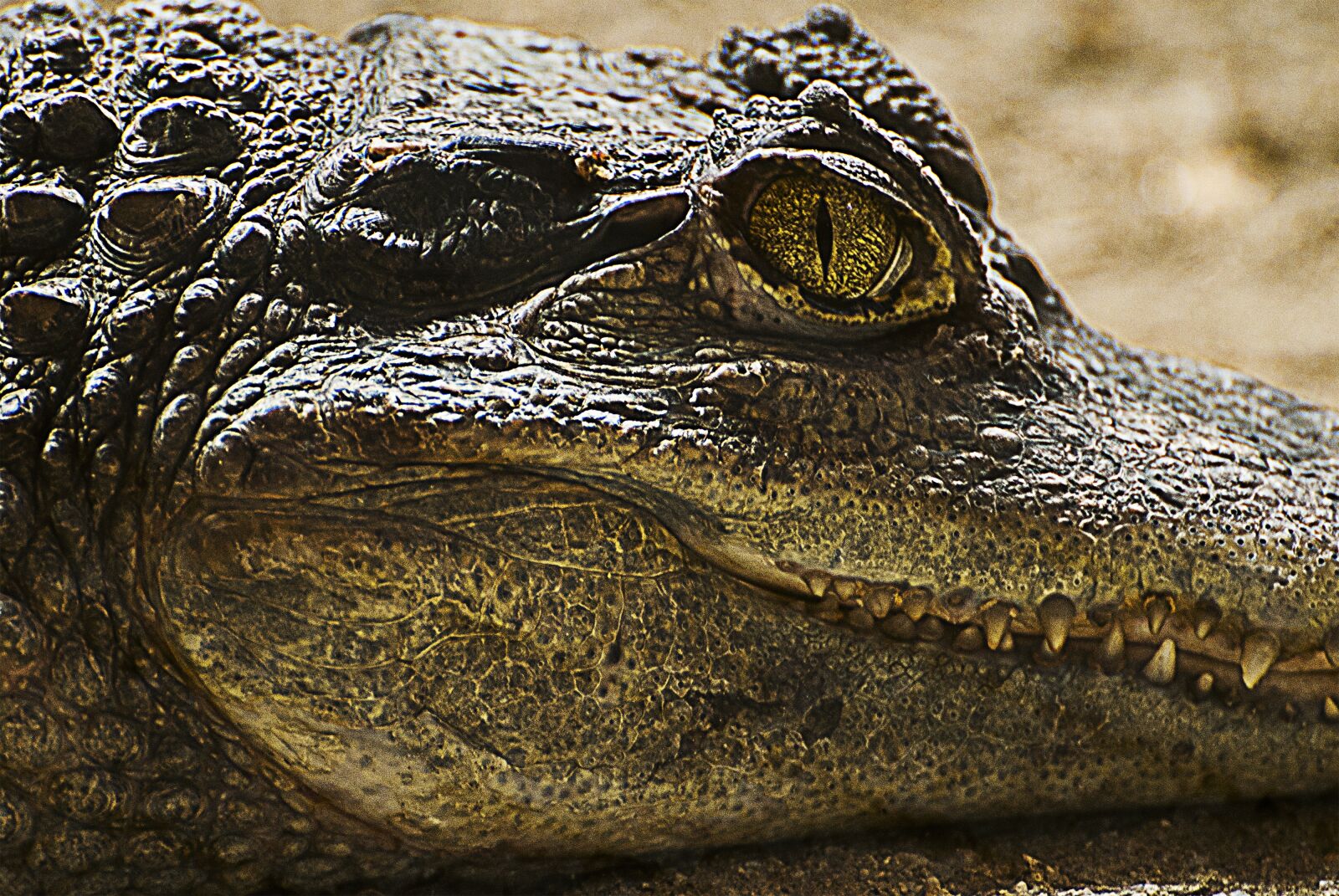 Nikon D80 sample photo. Crocodile, animal portrait, lizard photography