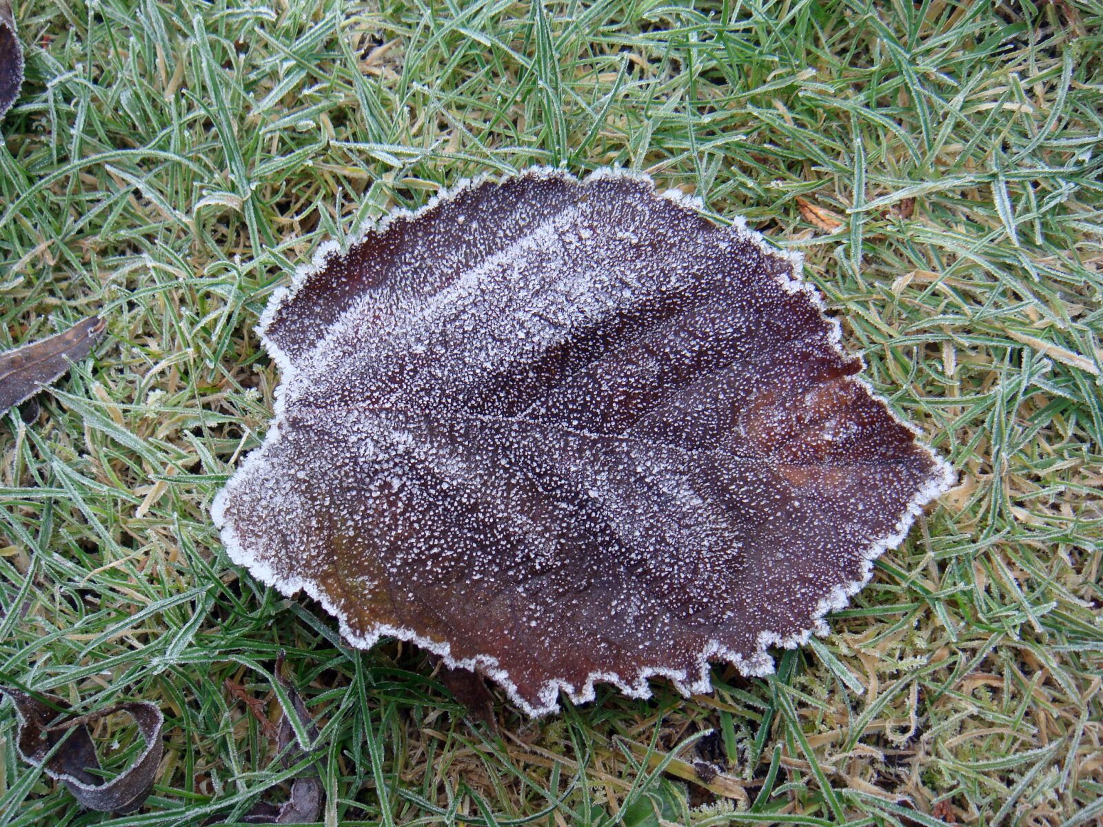 Sony DSC-T70 sample photo. Leaf, frost, ice photography