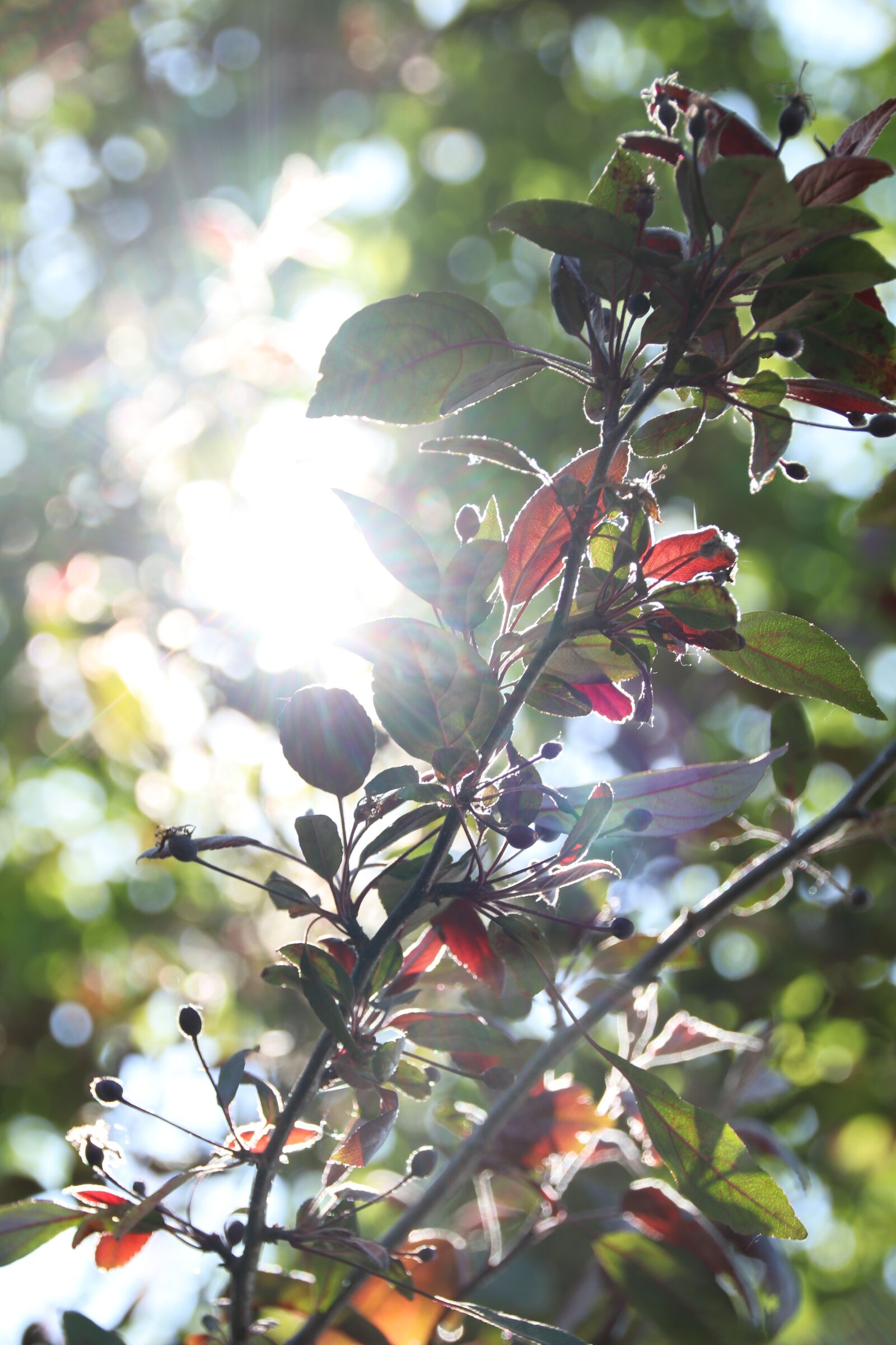 Canon EOS 80D sample photo. Nature, colors, landscape photography
