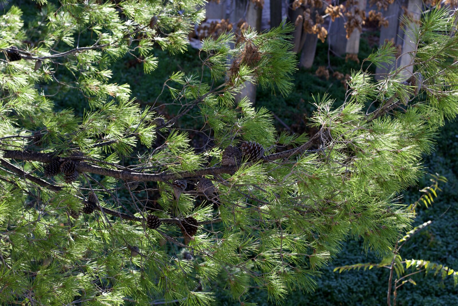 Canon EF 50mm F1.4 USM sample photo